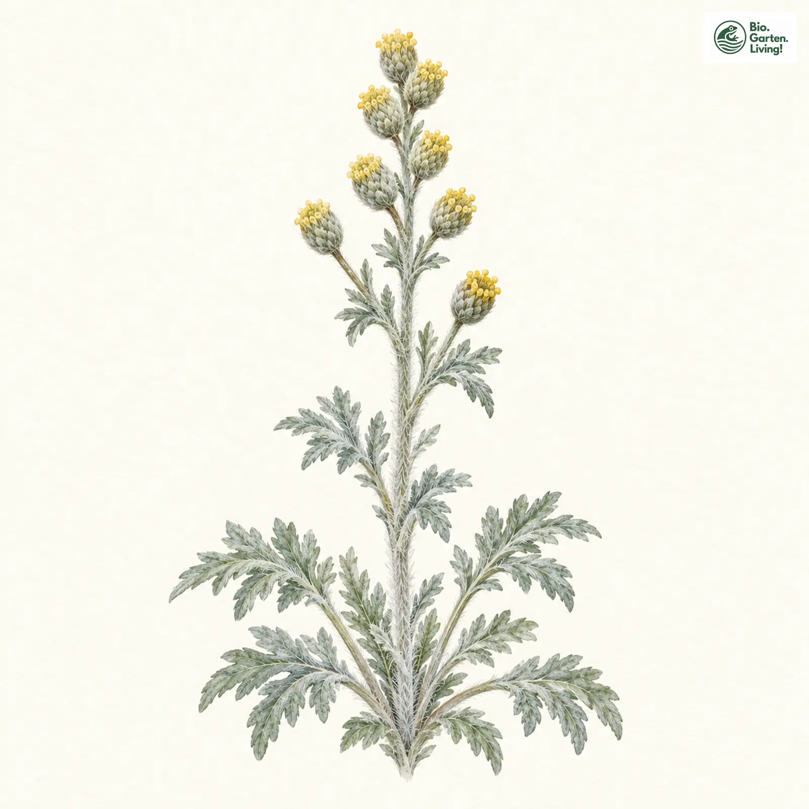 Aquarellzeichnung: Edelraute (Artemisia mutellina)