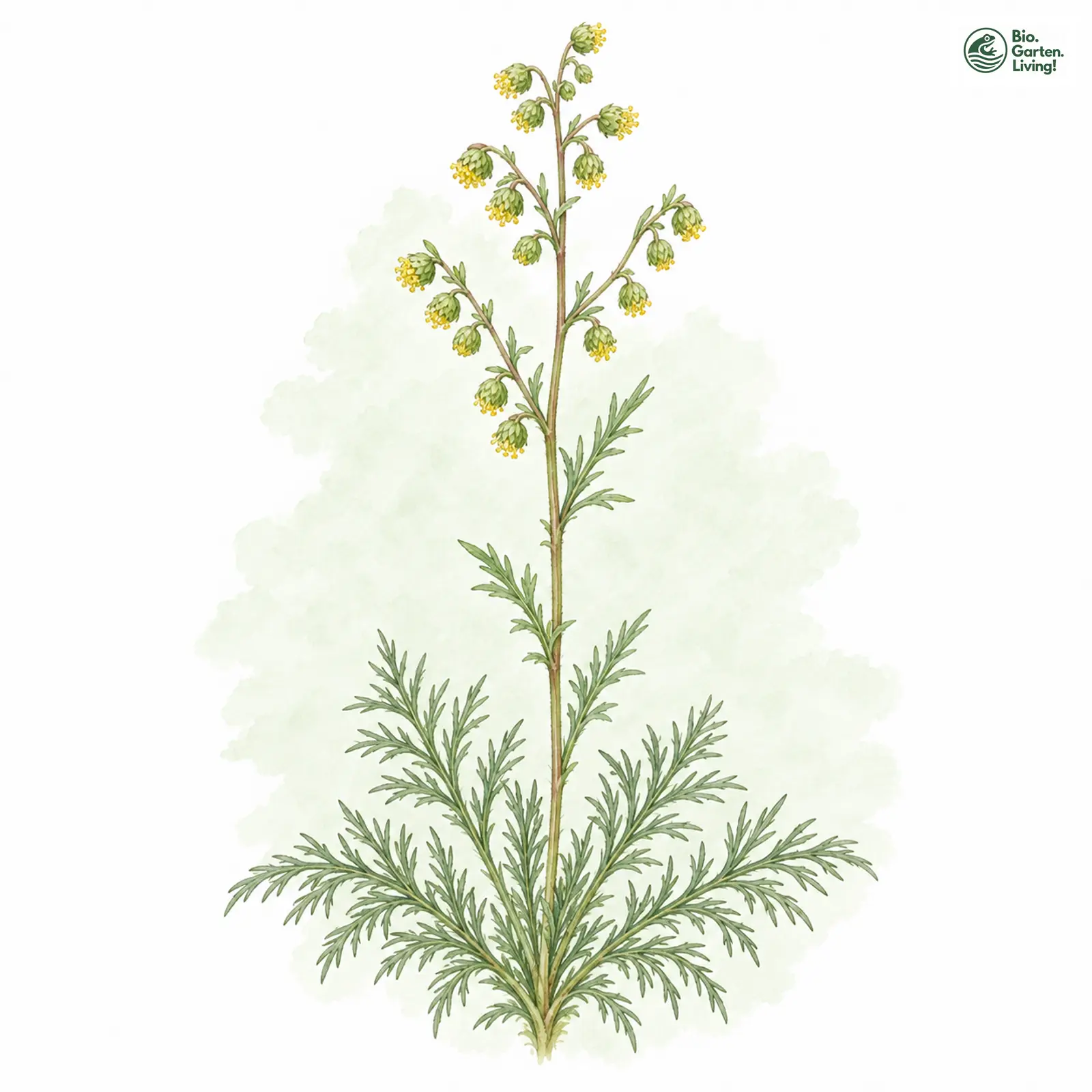 Aquarellzeichnung: Felsen-Beifuß (Artemisia rupestris)