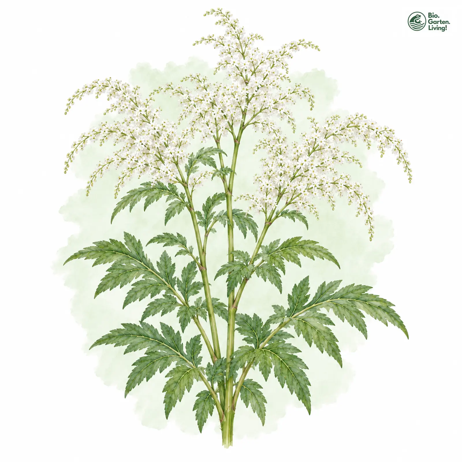 Aquarellzeichnung: Wald-Geißbart (Aruncus dioicus)
