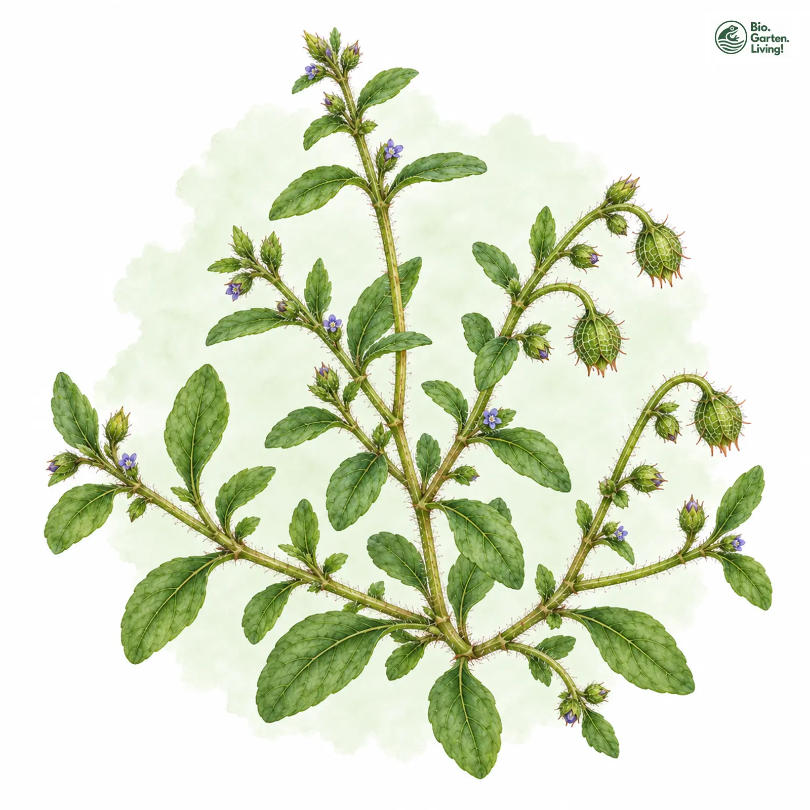 Aquarellzeichnung: Schlangenäuglein (Asperugo procumbens)