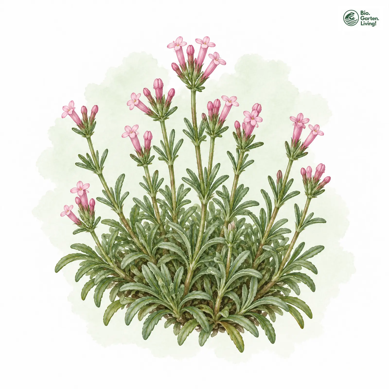Aquarellzeichnung: Felsen-Meier (Asperula neilreichii)