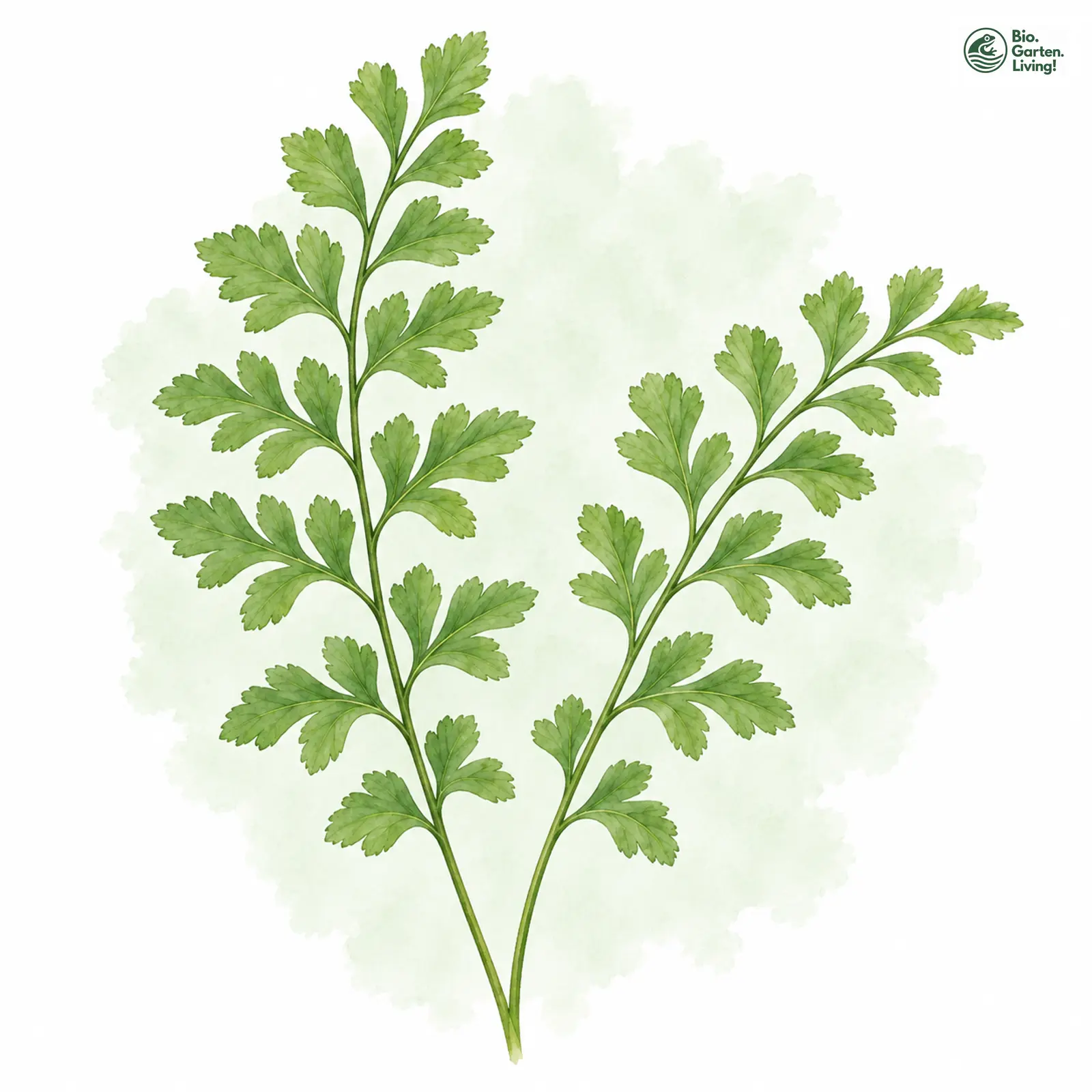 Aquarellzeichnung: Serpentin-Streifenfarn (Asplenium cuneifolium)