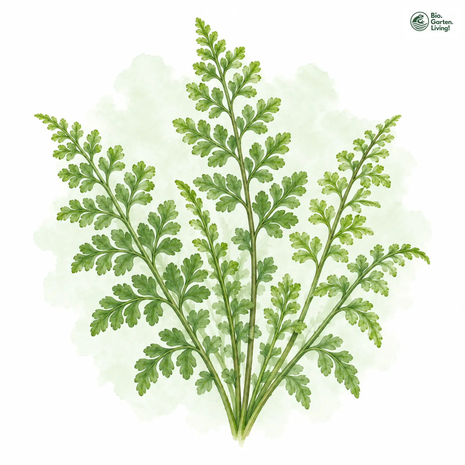Aquarellzeichnung: Zerschlitzter Streifenfarn (Asplenium fissum)