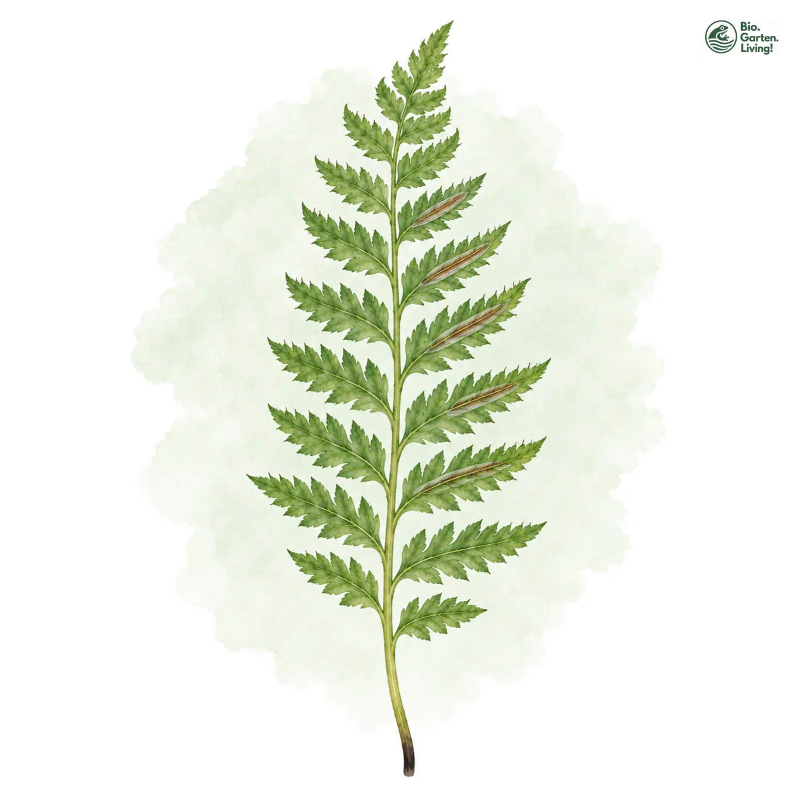 Aquarellzeichnung: Jura-Streifenfarn (Asplenium fontanum)
