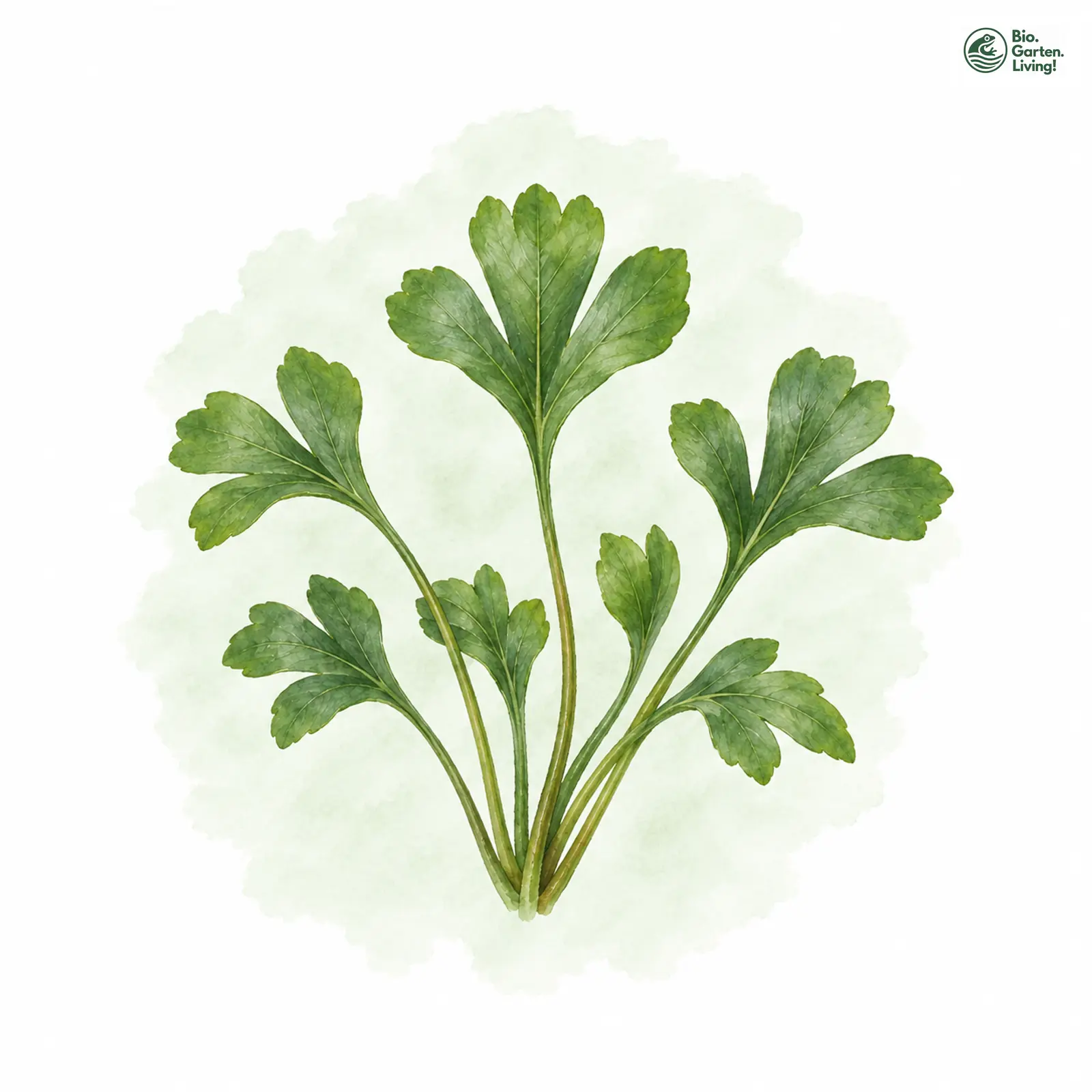 Aquarellzeichnung: Dolomit-Streifenfarn (Asplenium seelosii)