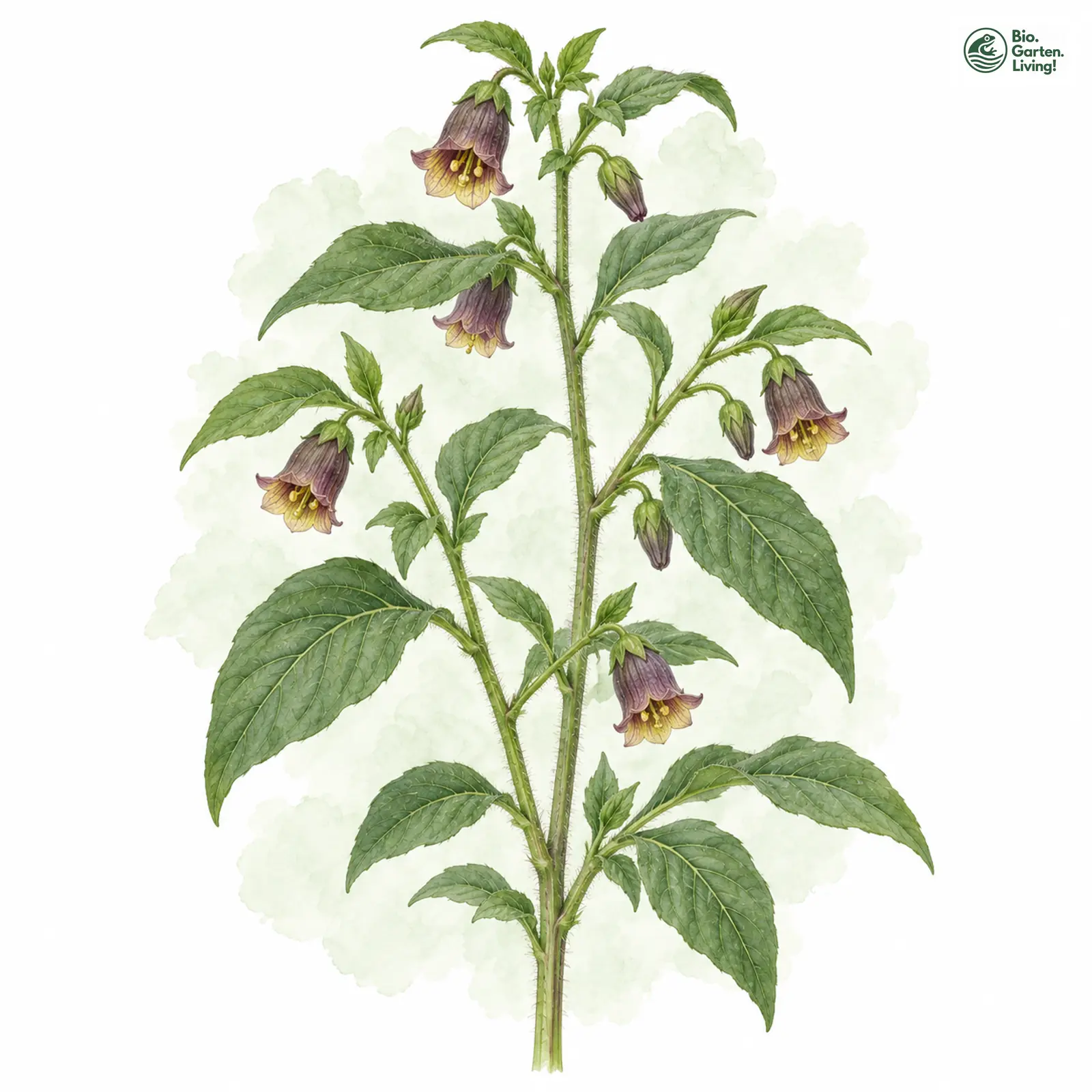 Aquarellzeichnung: Echte Tollkirsche (Atropa bella-donna)