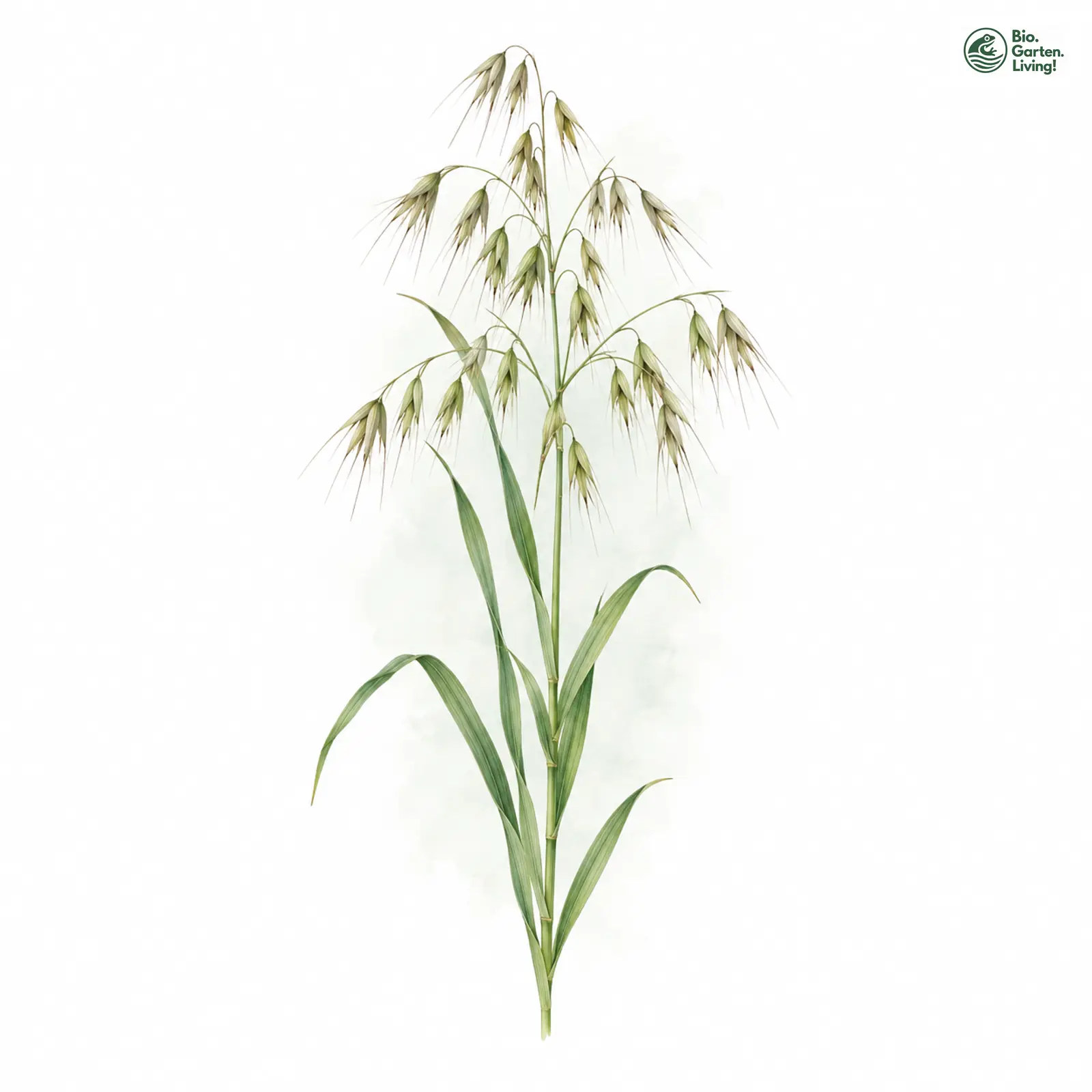 Aquarellzeichnung: Flug-Hafer (Avena fatua)