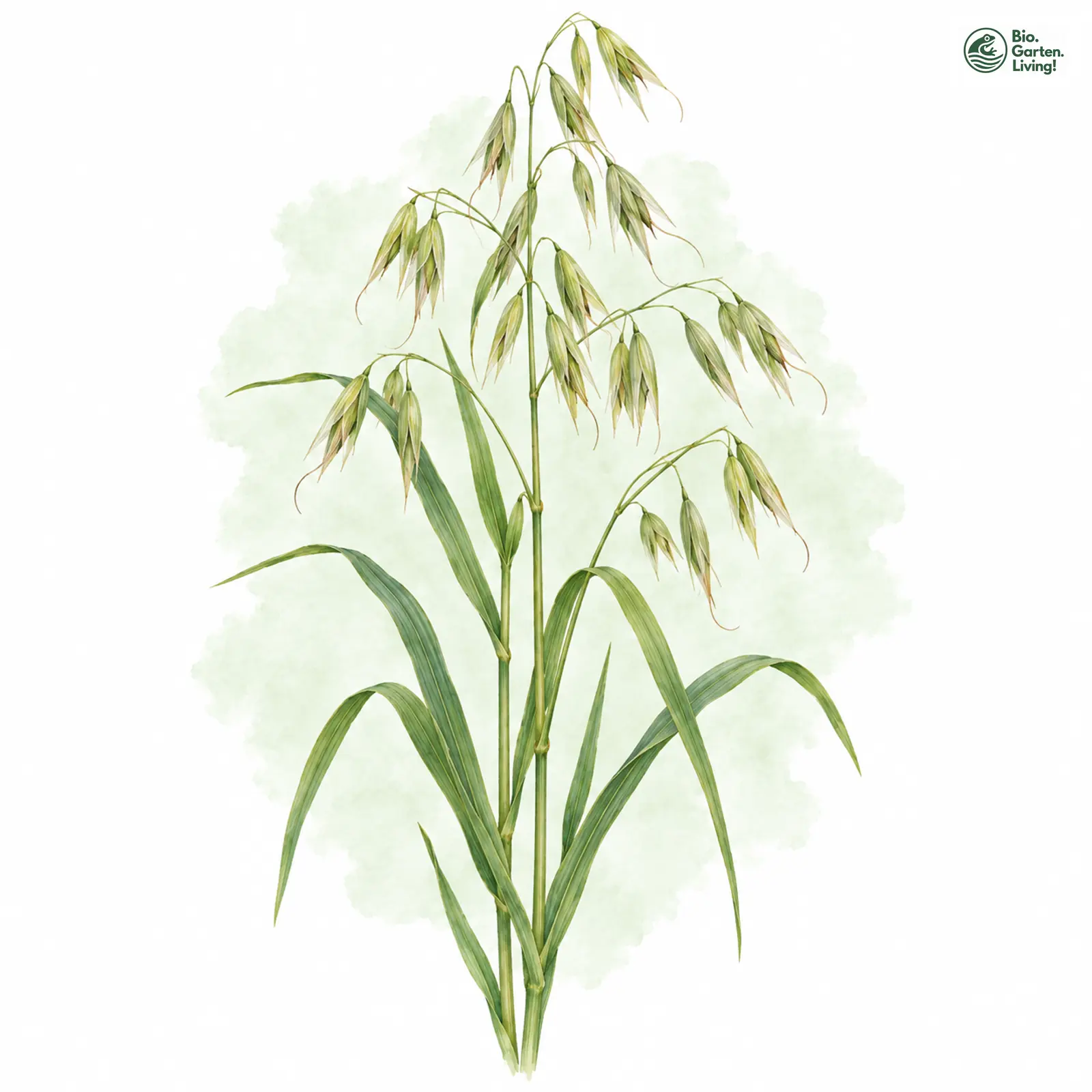 Aquarellzeichnung: Nackt-Hafer (Avena nuda (im weiteren Sinne))