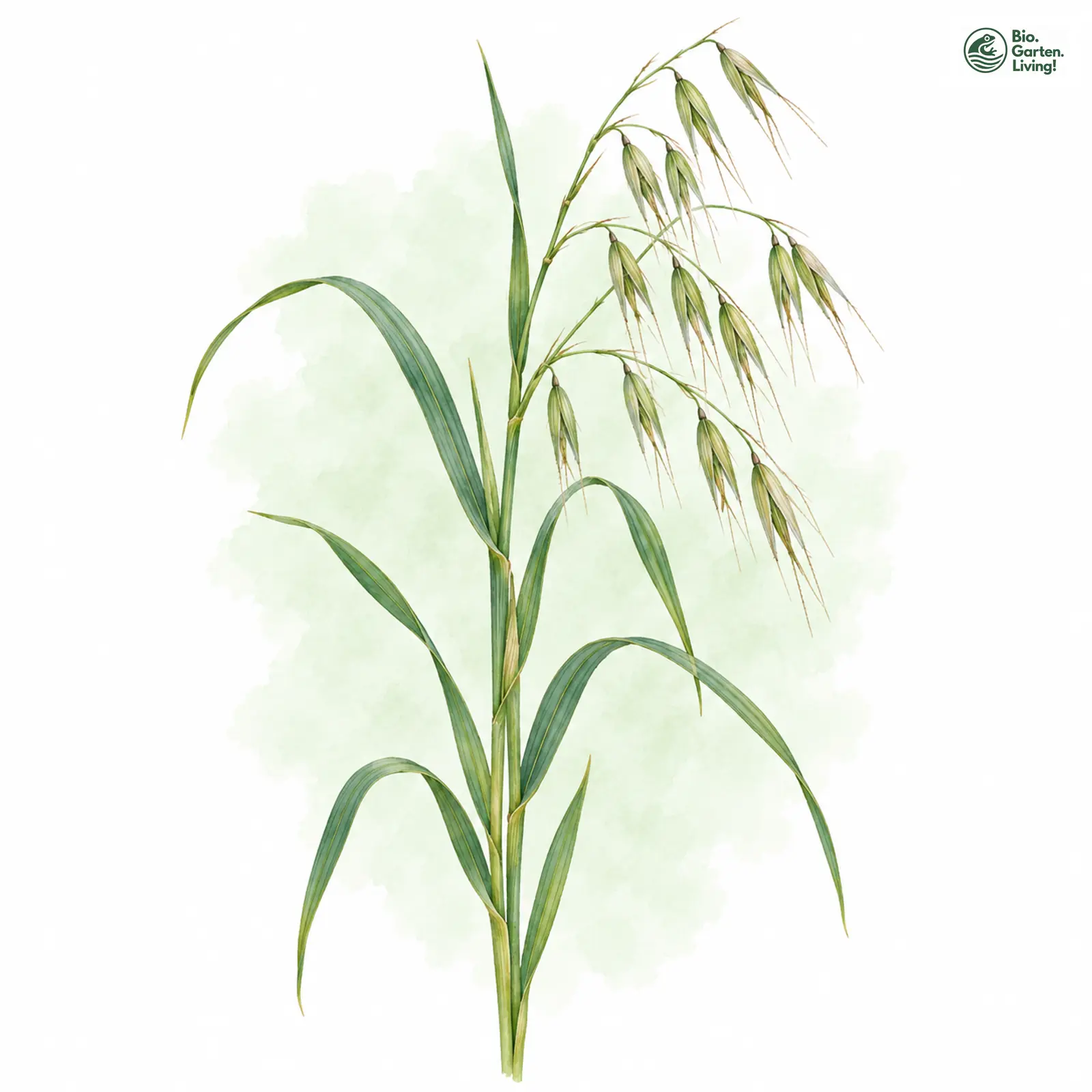 Aquarellzeichnung: Sand-Hafer (Avena strigosa)