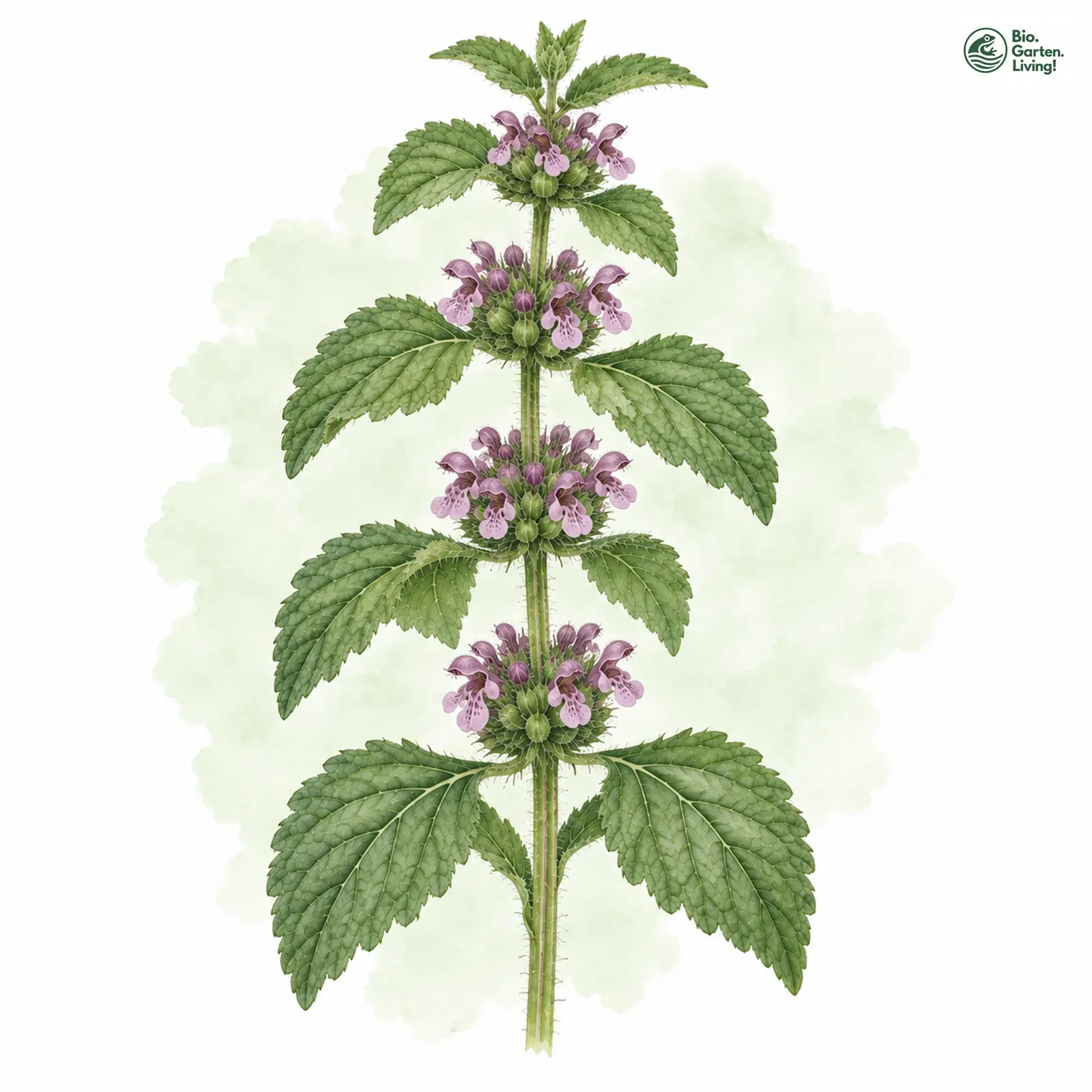 Aquarellzeichnung: Gewöhnliche Schwarznessel (Ballota nigra (im weiteren Sinne))