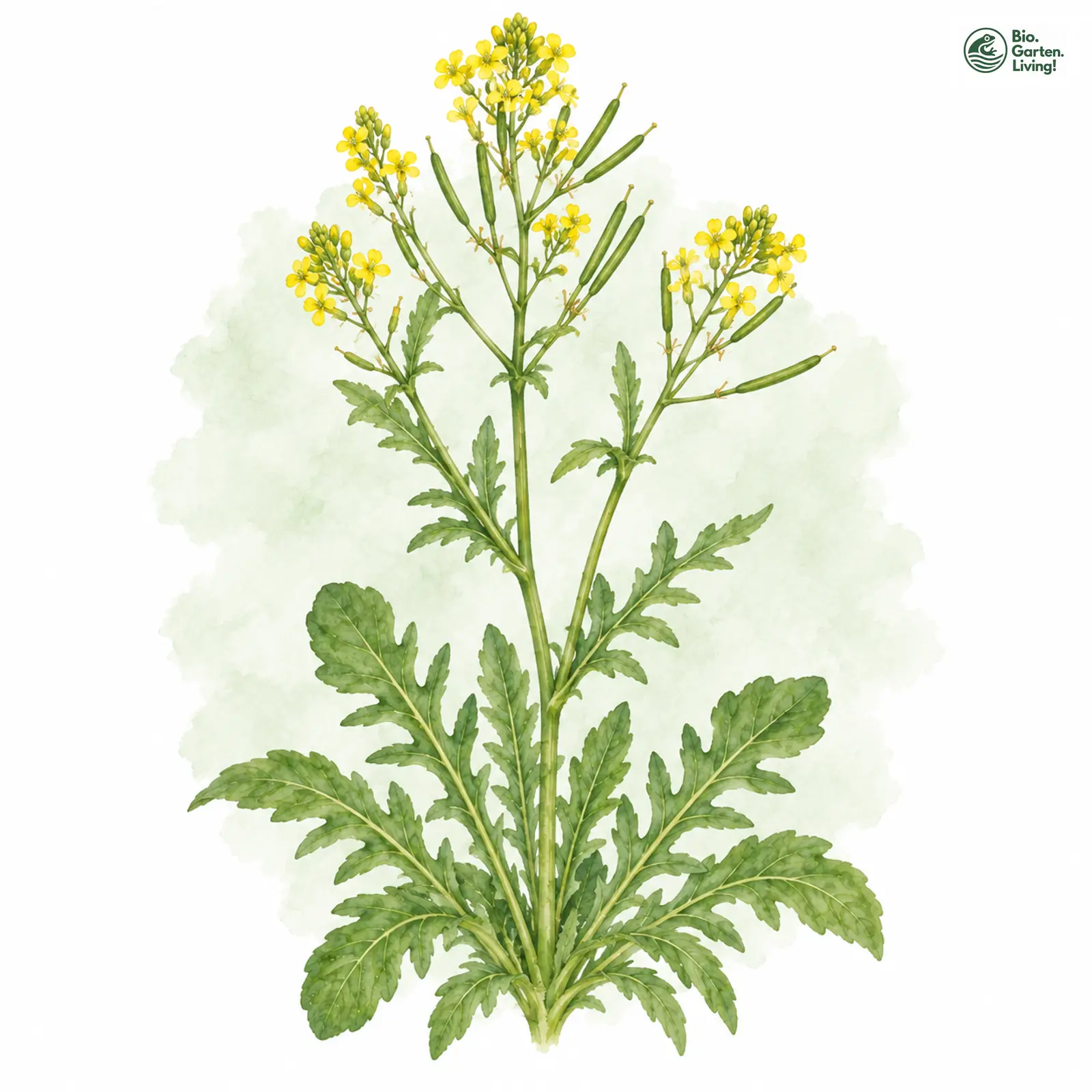 Aquarellzeichnung: Mittlere Winterkresse (Barbarea intermedia)