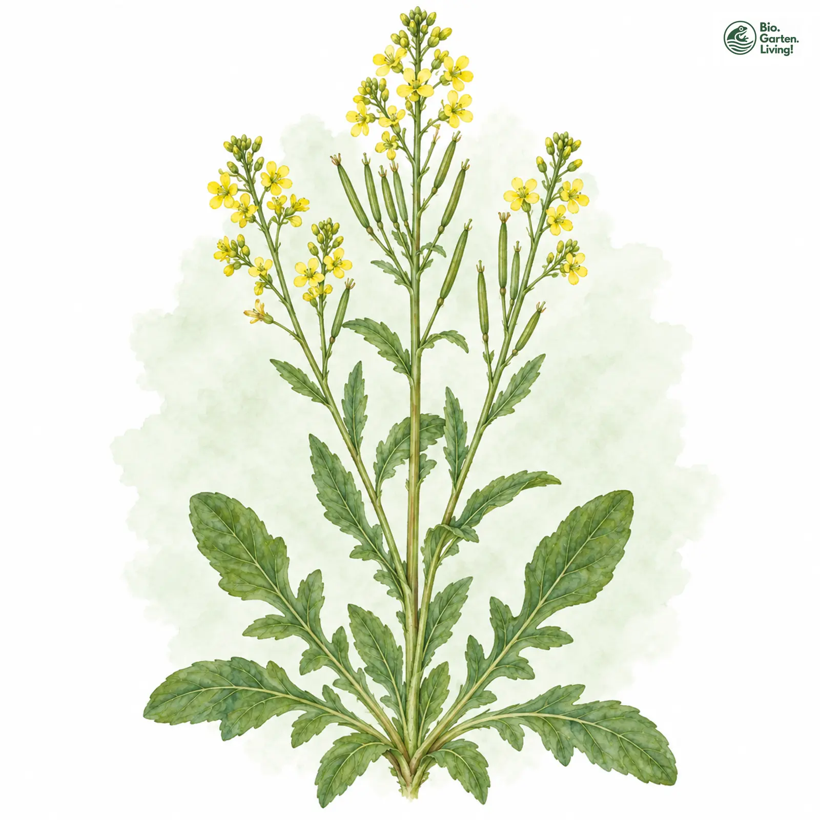 Aquarellzeichnung: Steife Winterkresse (Barbarea stricta)