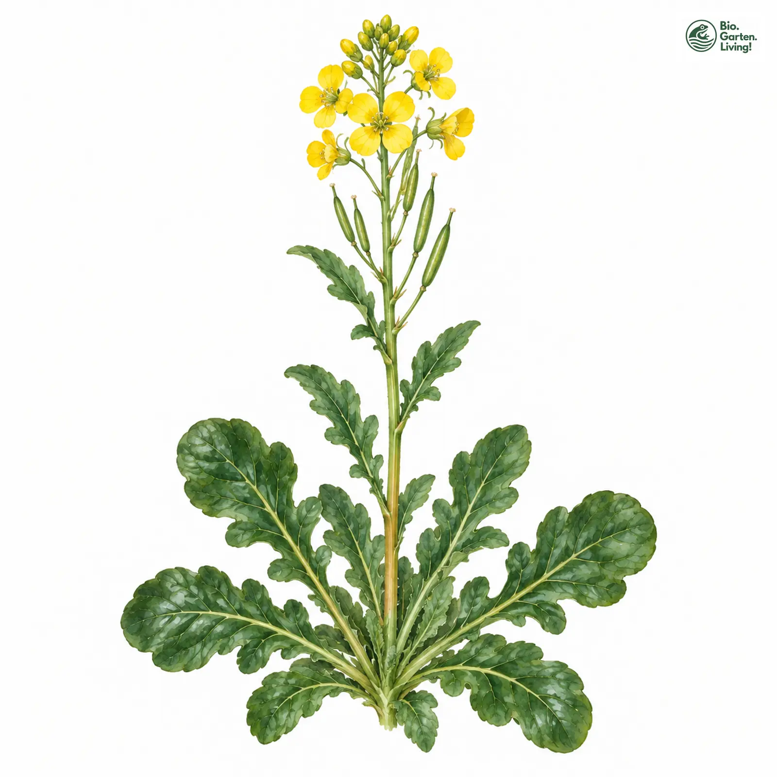 Aquarellzeichnung: Echte Winterkresse I.E.S. (Barbarea vulgaris (im engeren Sinne))