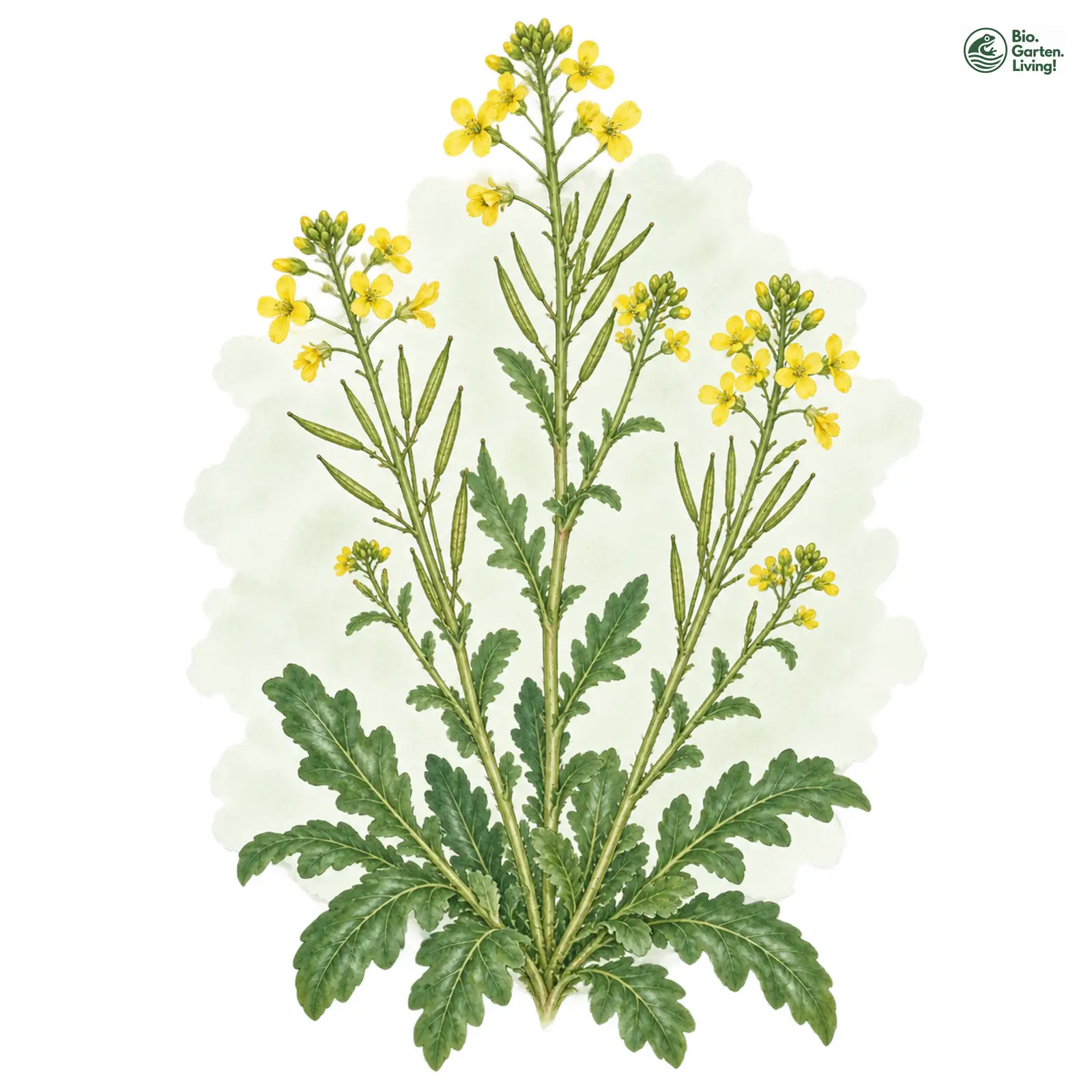 Aquarellzeichnung: Echte Winterkresse I.W.S. (Barbarea vulgaris (im weiteren Sinne))