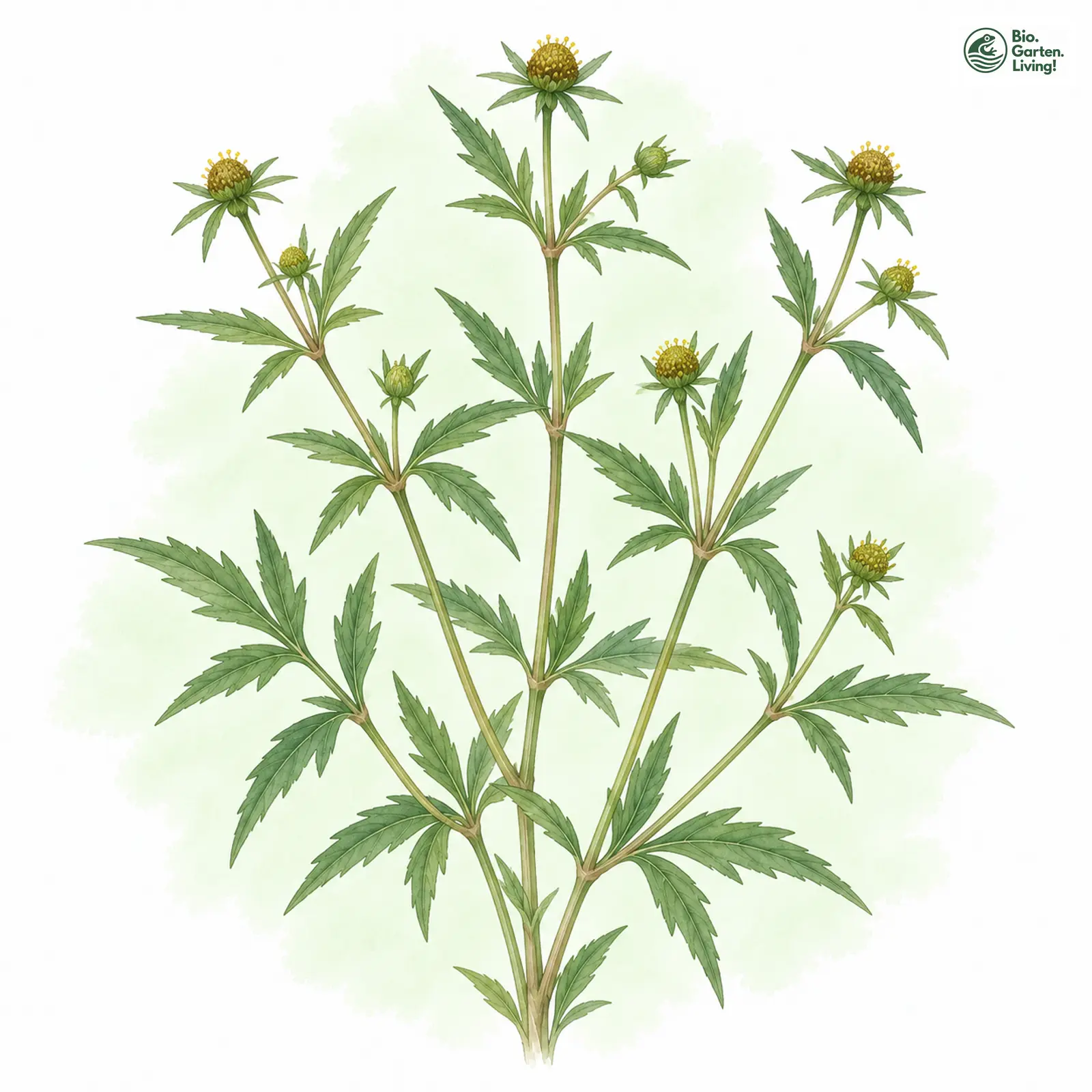 Aquarellzeichnung: Dreiteiliger Zweizahn (Bidens tripartita)