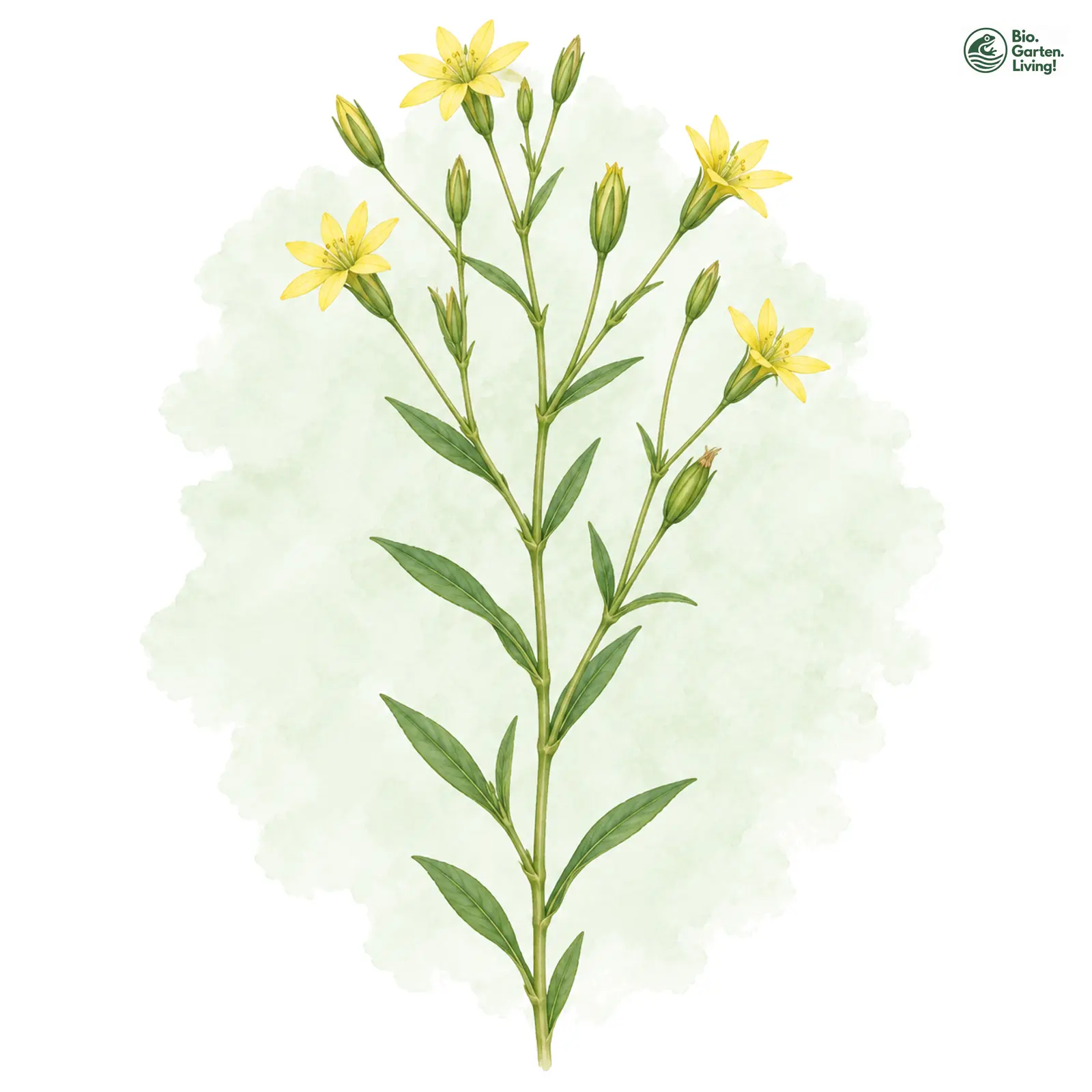 Aquarellzeichnung: Später Bitterling (Blackstonia acuminata)