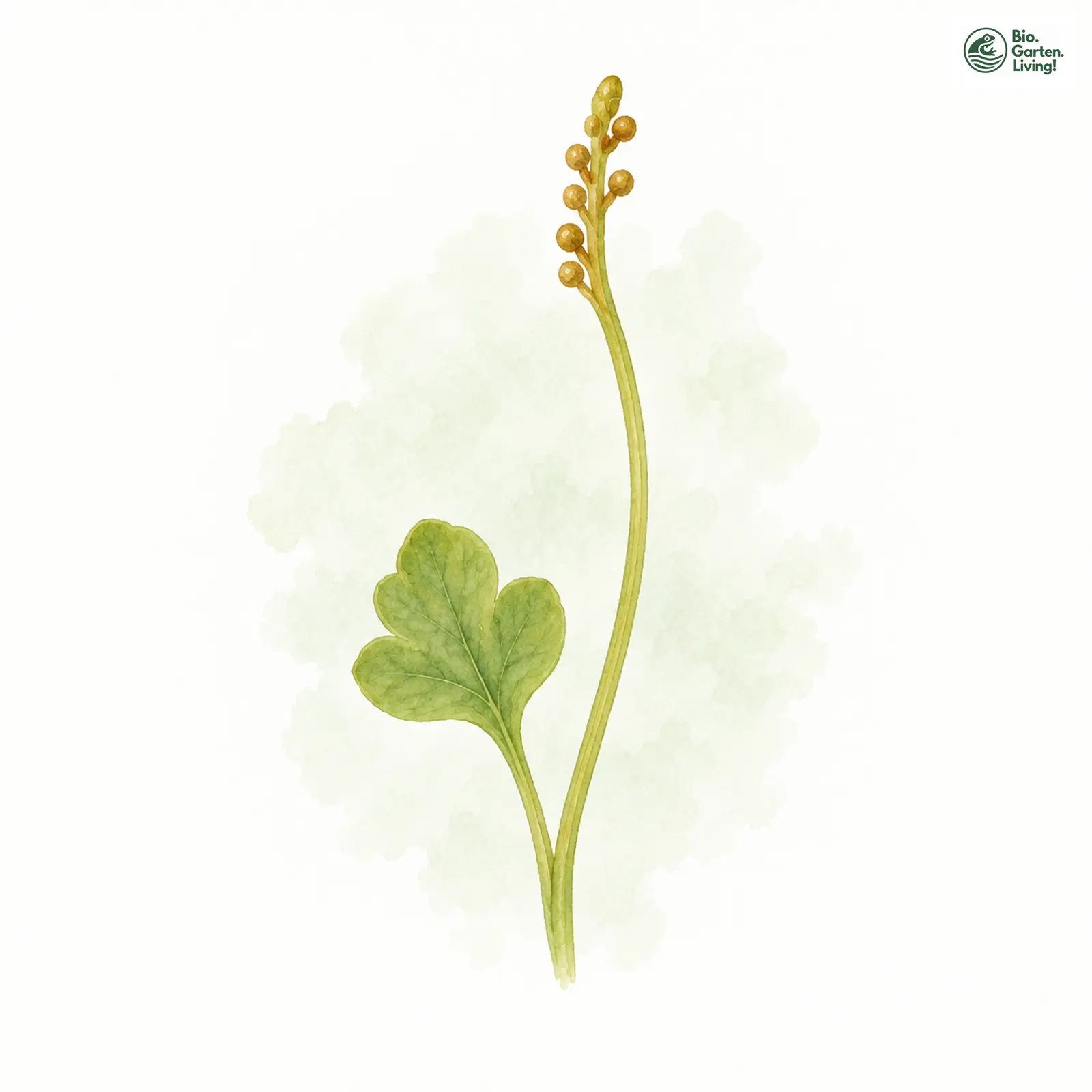Aquarellzeichnung: Einfacher Rautenfarn (Botrychium simplex)