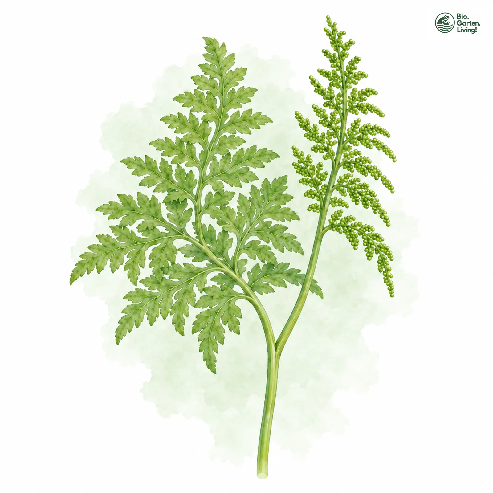 Aquarellzeichnung: Virginischer Rautenfarn (Botrychium virginianum)