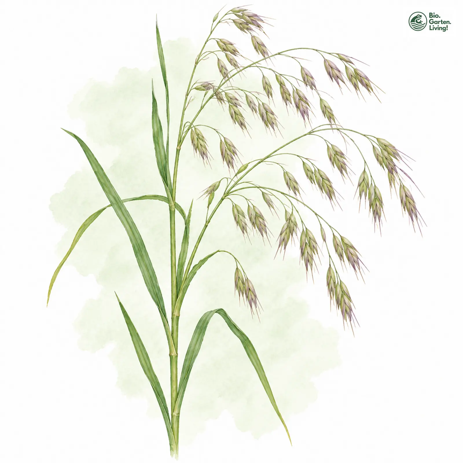 Aquarellzeichnung: Acker-Trespe (Bromus arvensis)