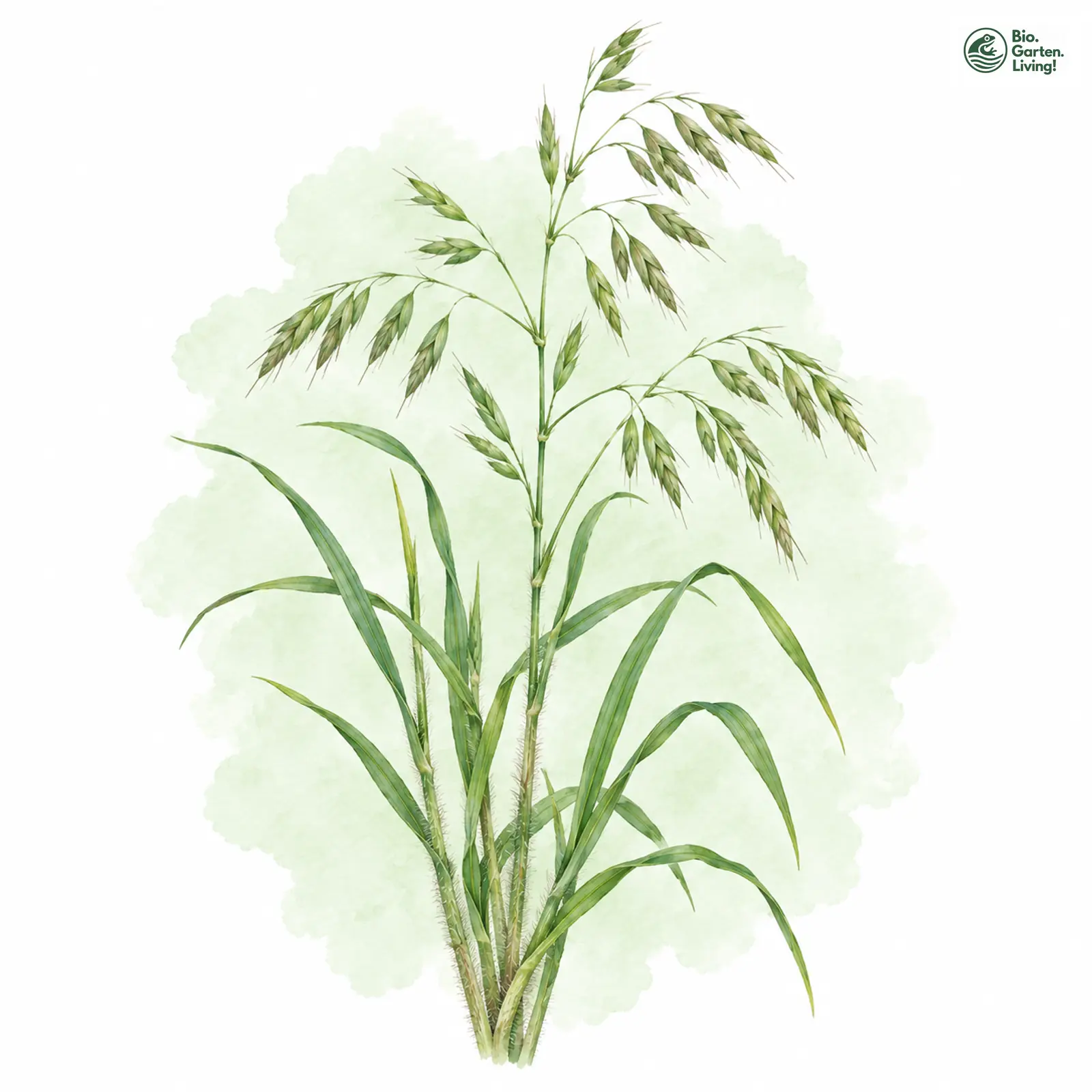 Aquarellzeichnung: Verwechselte Trespe (Bromus commutatus)