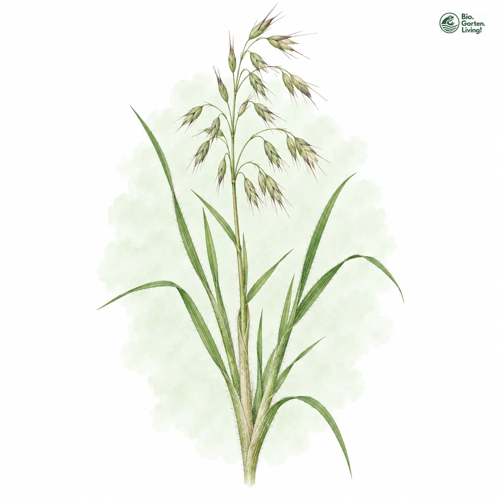 Aquarellzeichnung: Kerb-Trespe (Bromus incisus)
