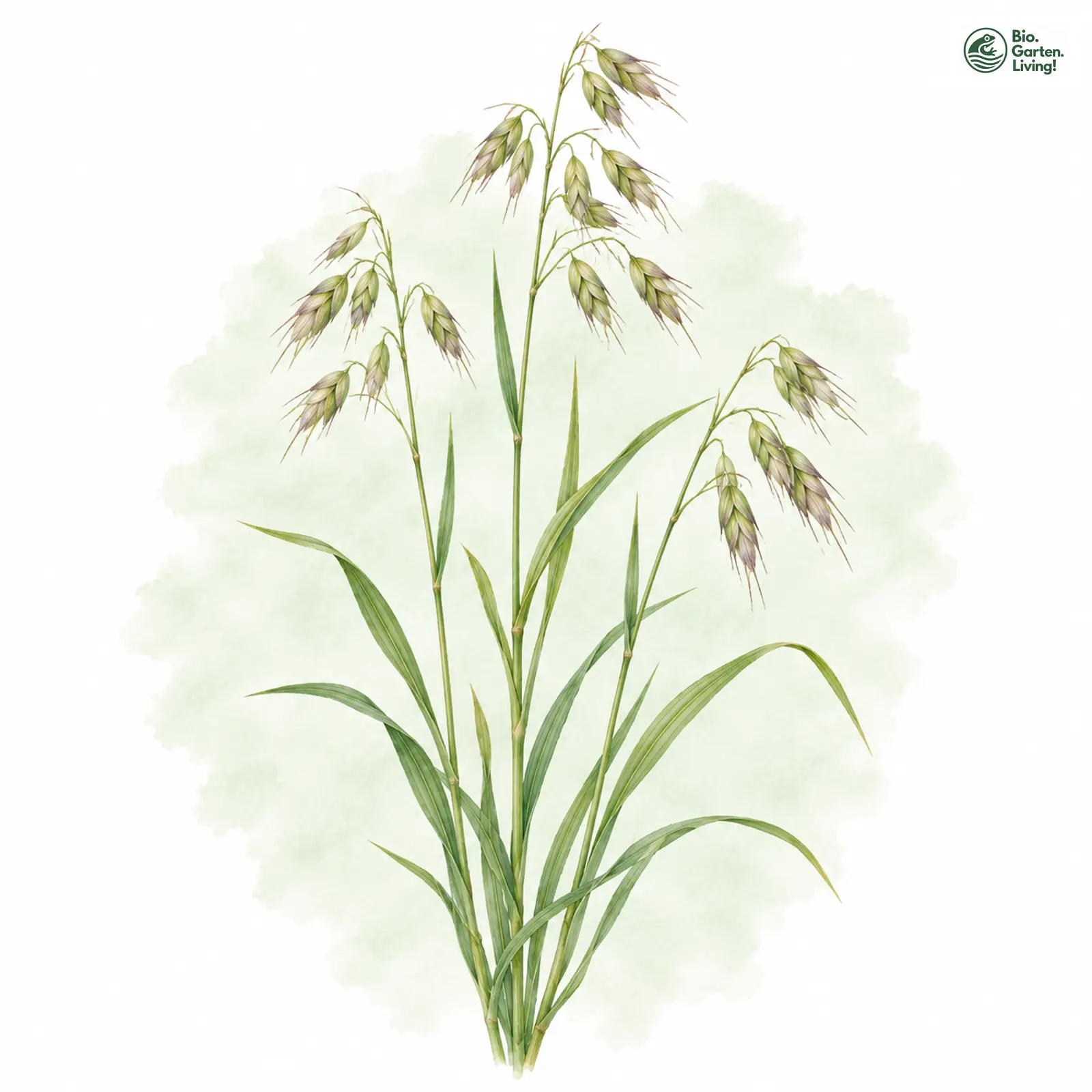 Aquarellzeichnung: Zierliche Trespe (Bromus lepidus)