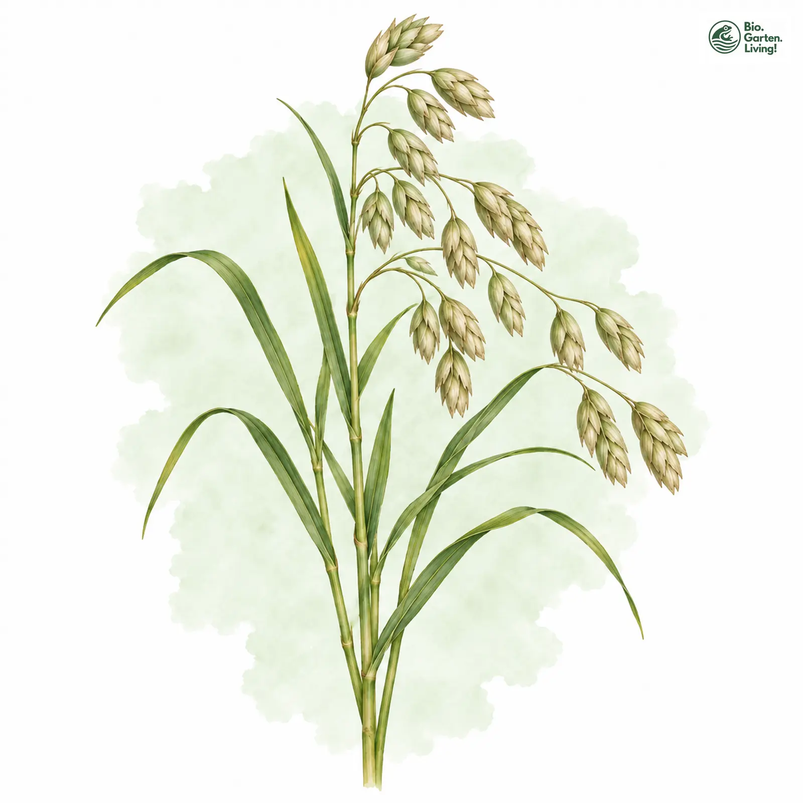 Aquarellzeichnung: Roggen-Trespe (Bromus secalinus (im engeren Sinne))
