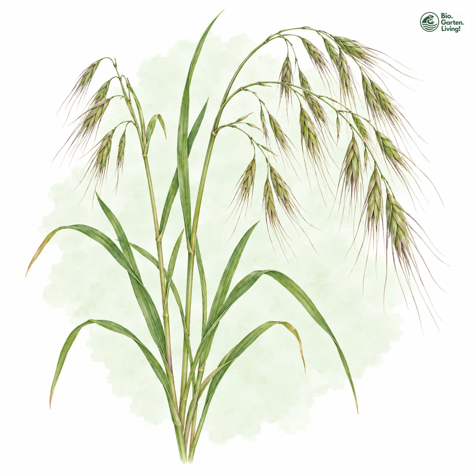 Aquarellzeichnung: Taube Trespe (Bromus sterilis)