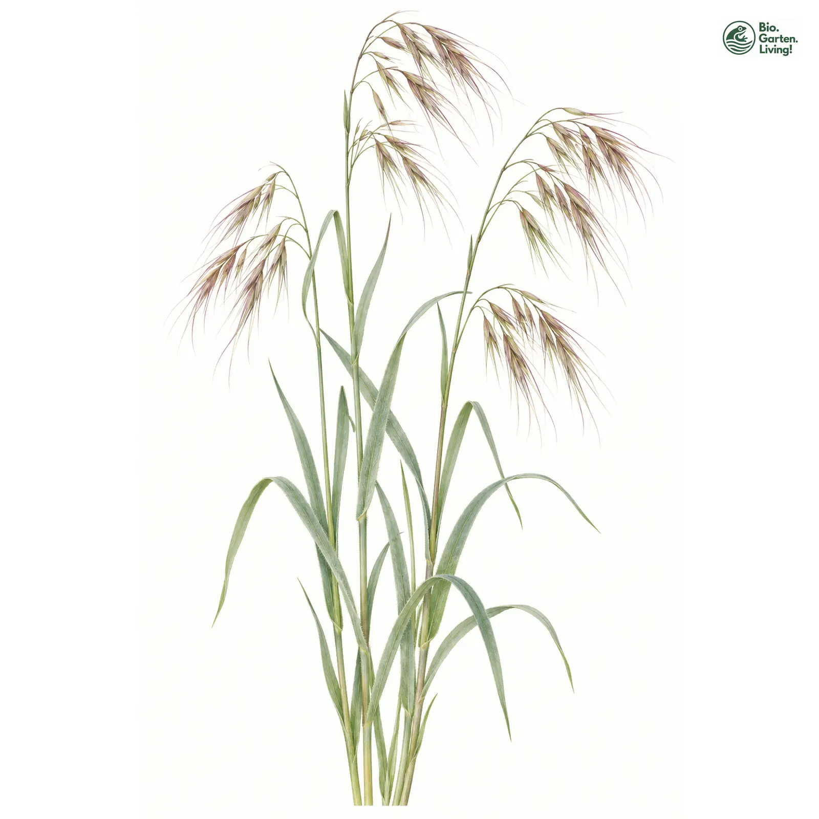 Aquarellzeichnung: Dach-Trespe (Bromus tectorum)
