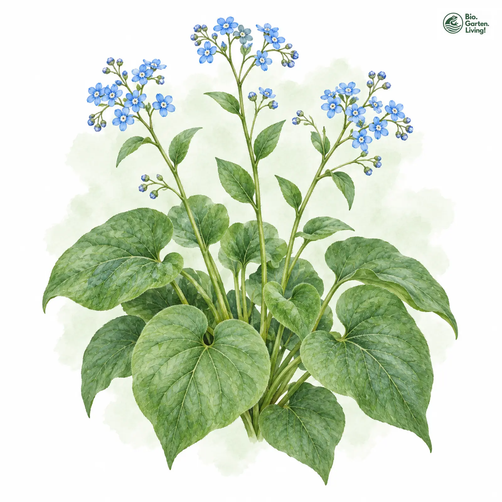 Aquarellzeichnung: Kaukasus-Vergissmeinnicht (Brunnera macrophylla)