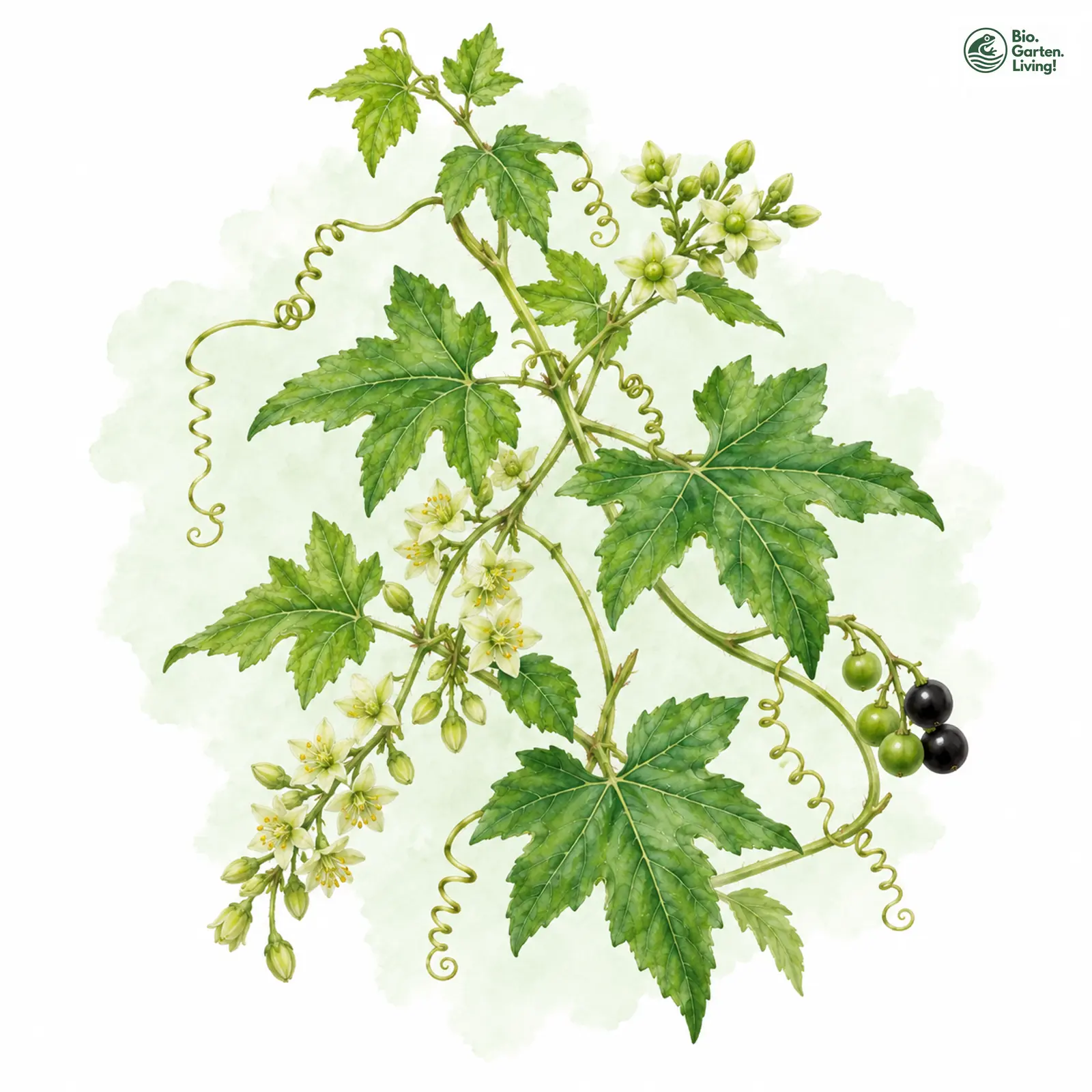 Aquarellzeichnung: Weiße Zaunrübe (Bryonia alba)