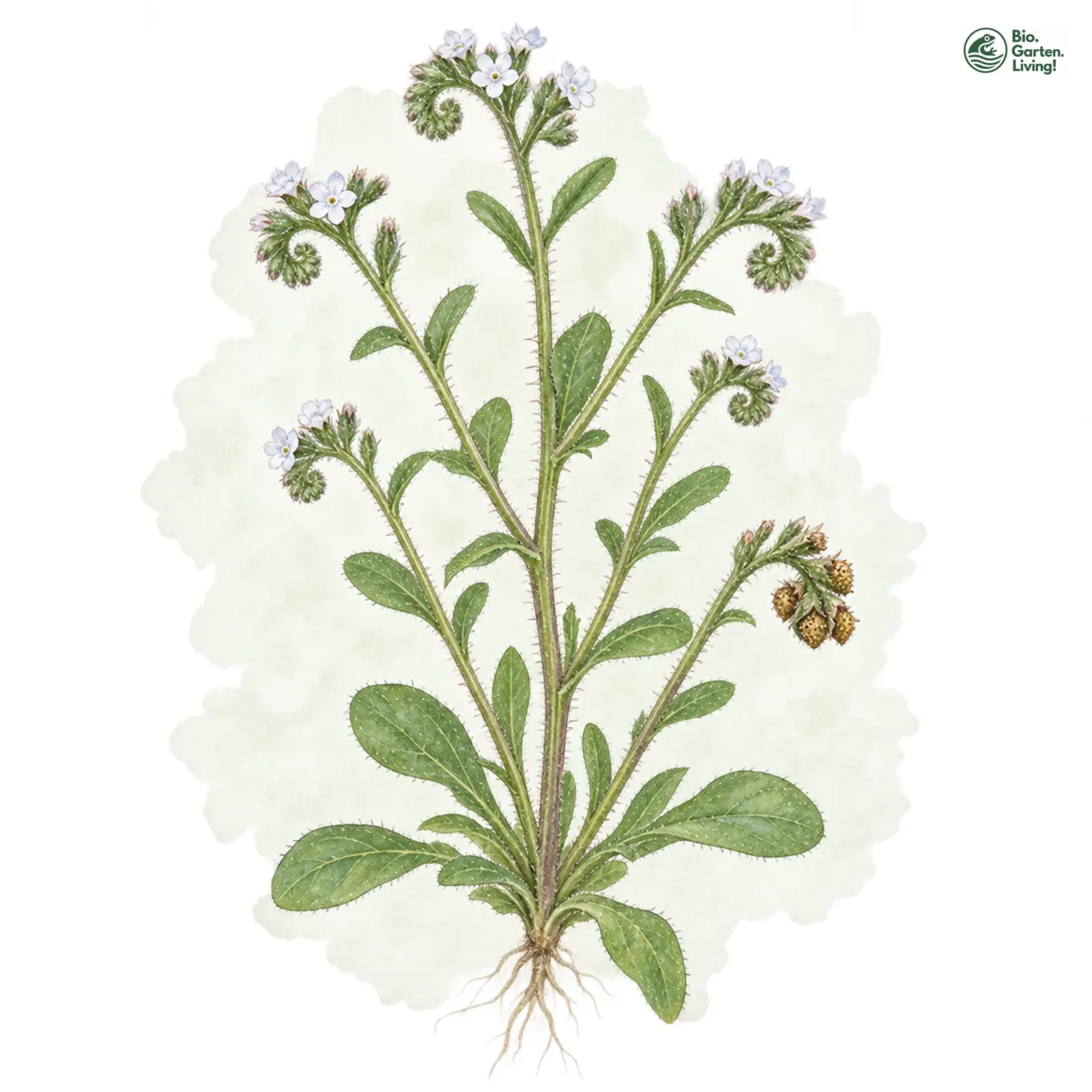 Aquarellzeichnung: Acker-Rindszunge (I. E. S.) (Buglossoides arvensis (im engeren Sinne))