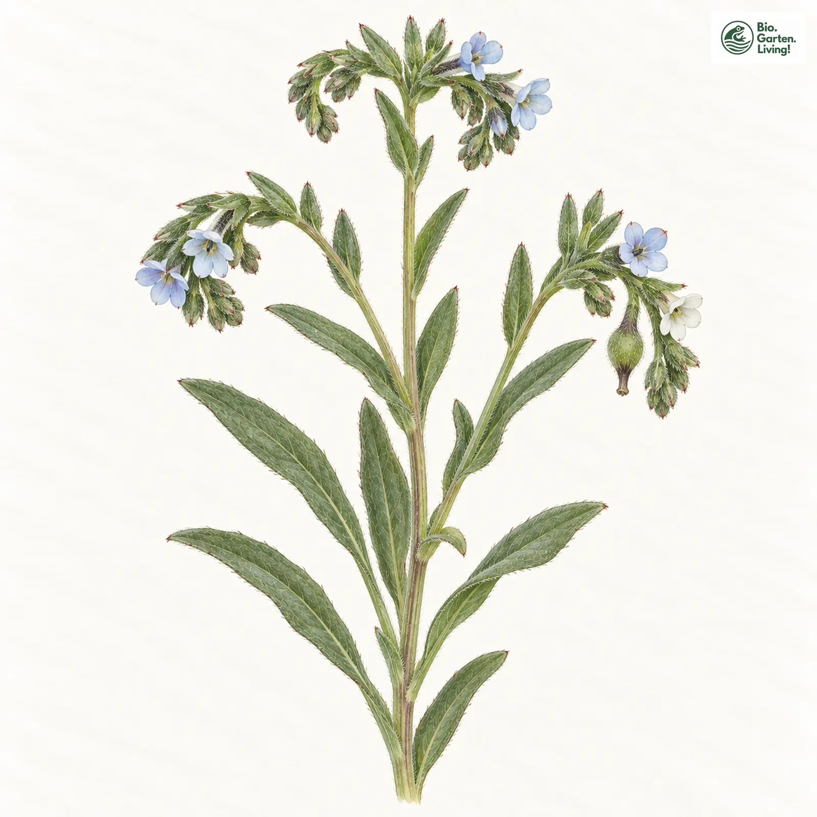 Aquarellzeichnung: Dickstielige Rindszunge (Buglossoides incrassata)