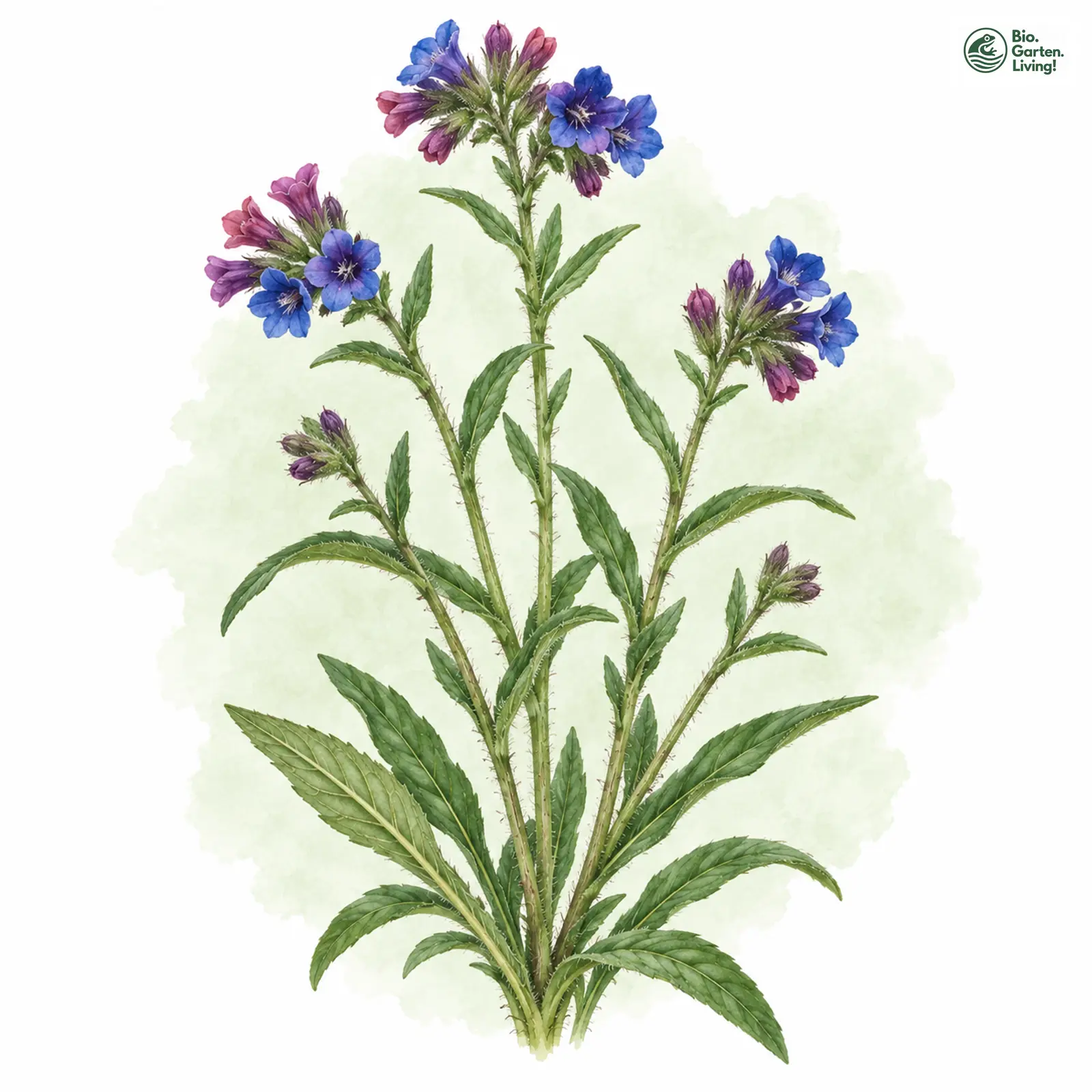 Aquarellzeichnung: Purpurblaue Rindszunge (Buglossoides purpurocaerulea)