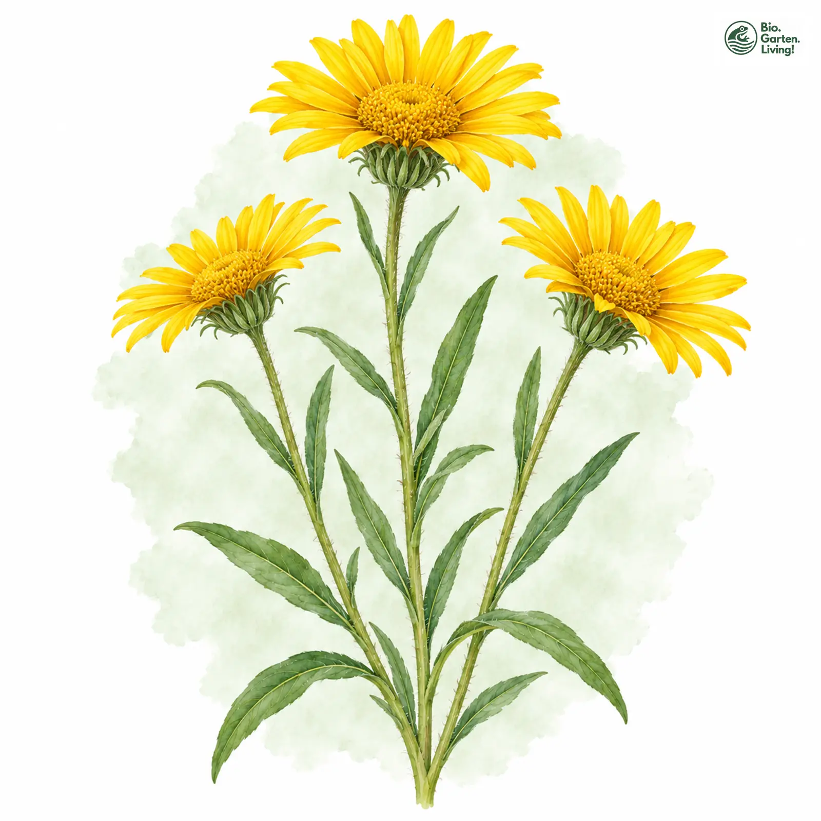 Aquarellzeichnung: Weidenblatt-Rindsauge (Buphthalmum salicifolium)