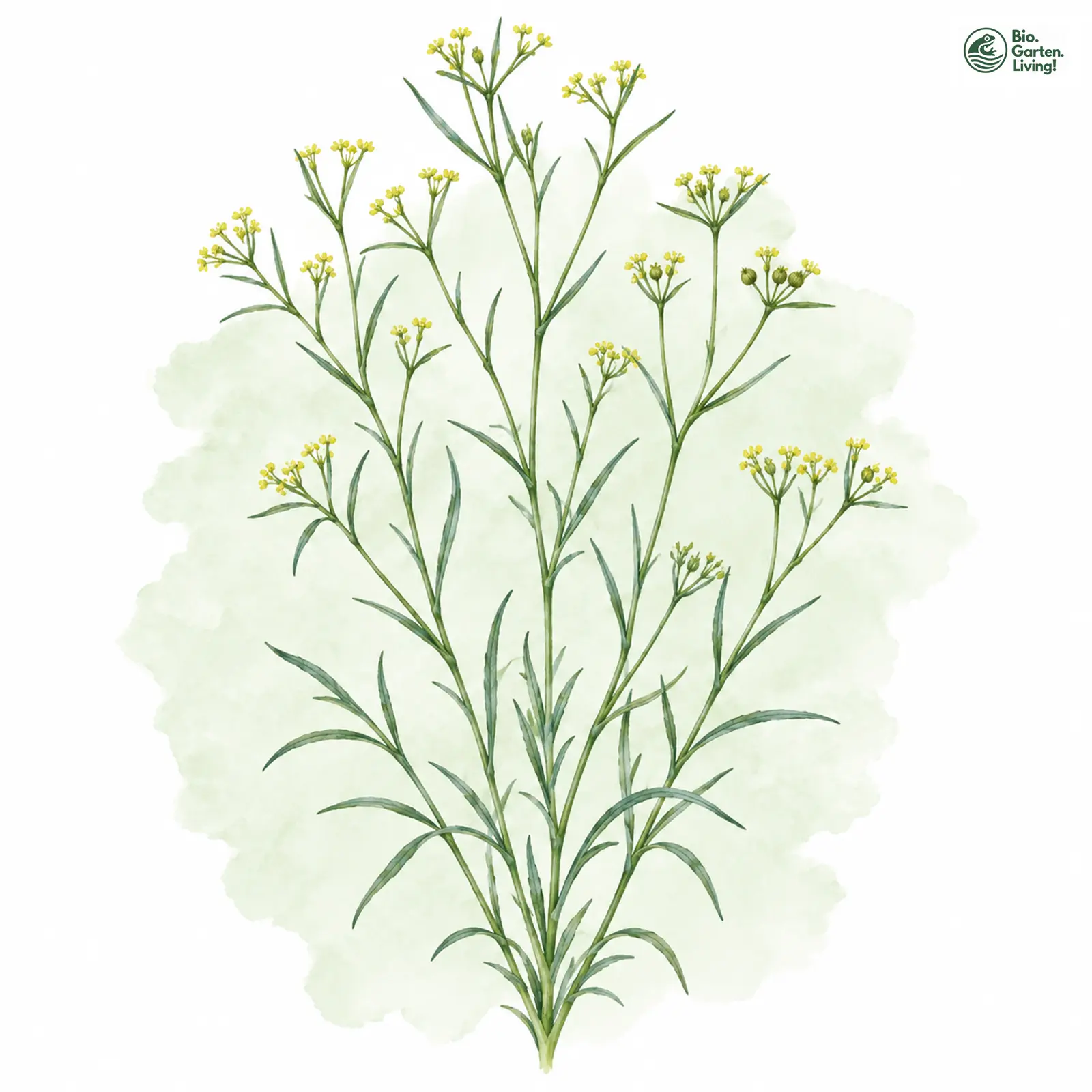 Aquarellzeichnung: Salz-Hasenohr (Bupleurum tenuissimum)