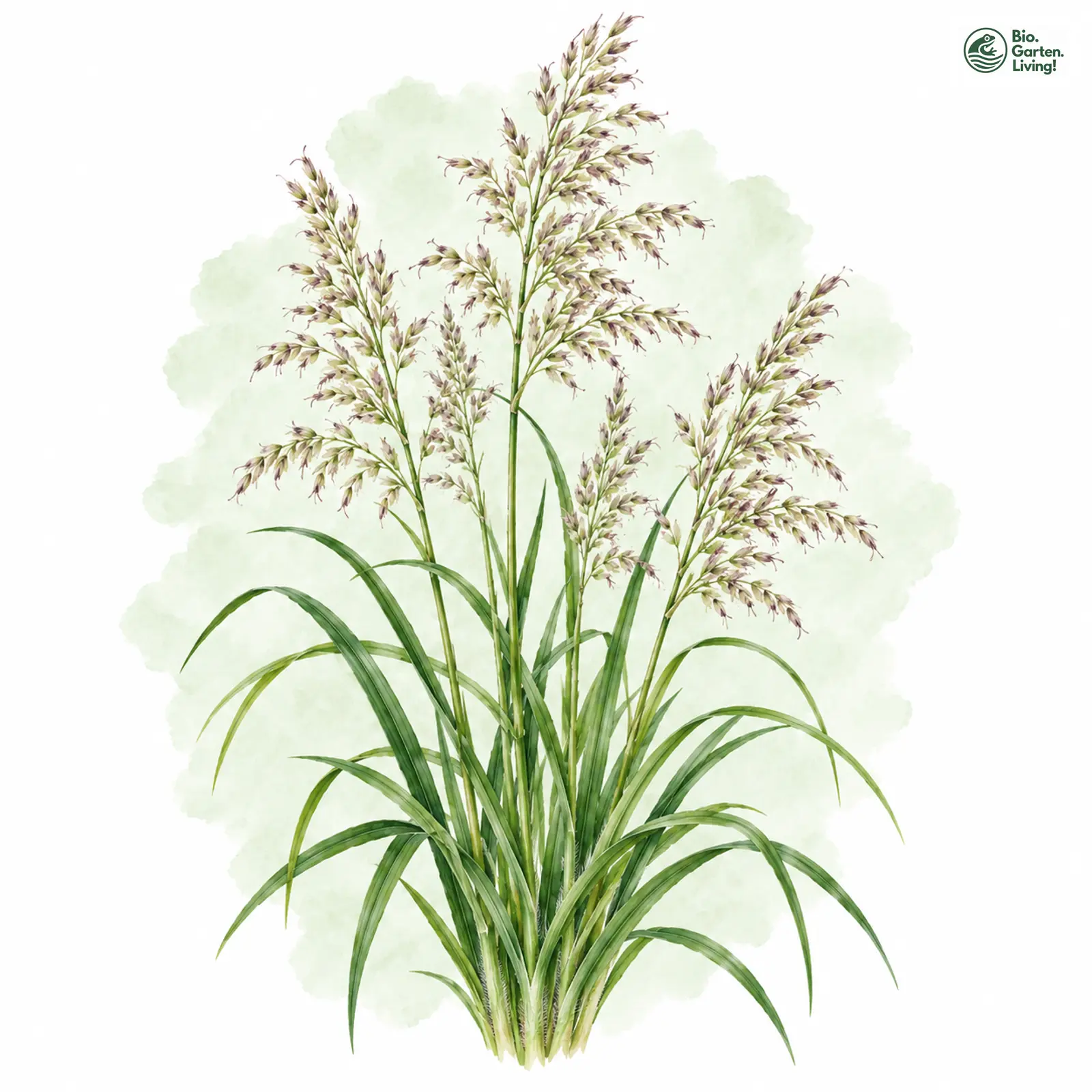 Aquarellzeichnung: Wald-Reitgras (Calamagrostis arundinacea)