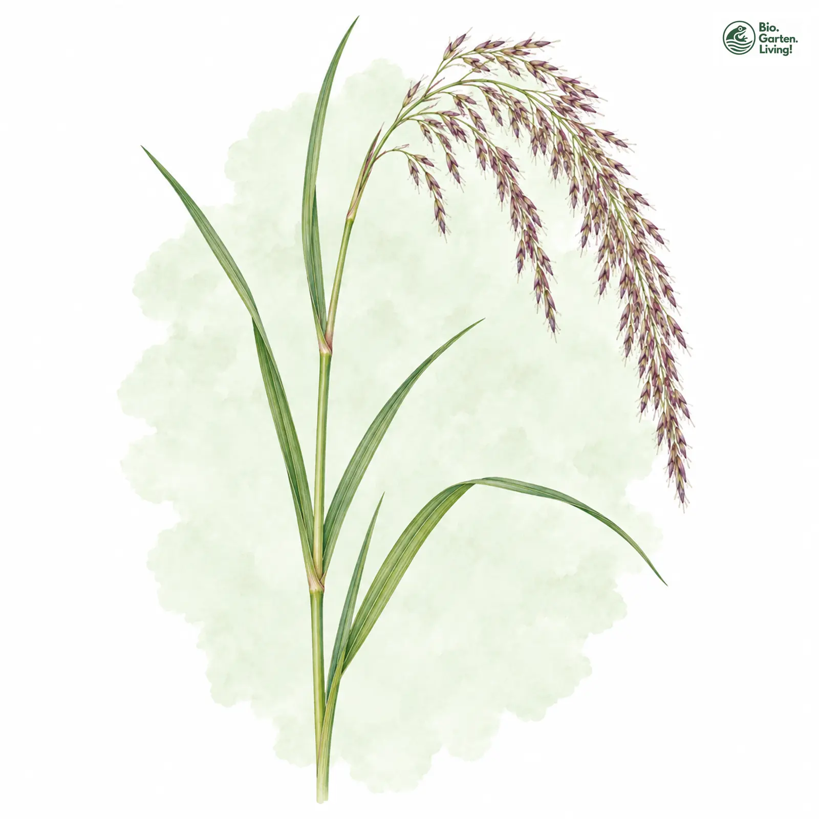 Aquarellzeichnung: Sumpf-Reitgras (Calamagrostis canescens)