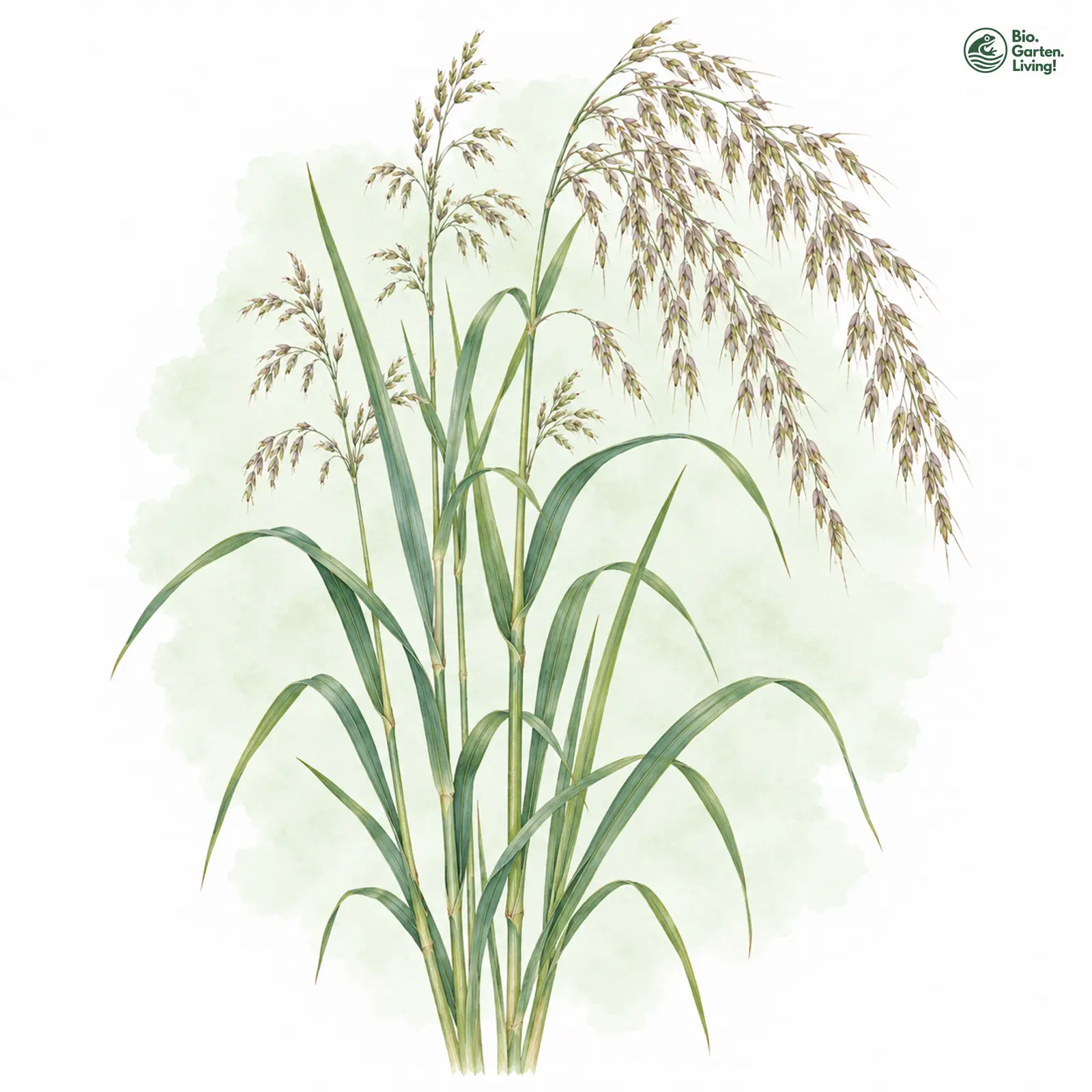 Aquarellzeichnung: Ufer-Reitgras (Calamagrostis pseudophragmites)
