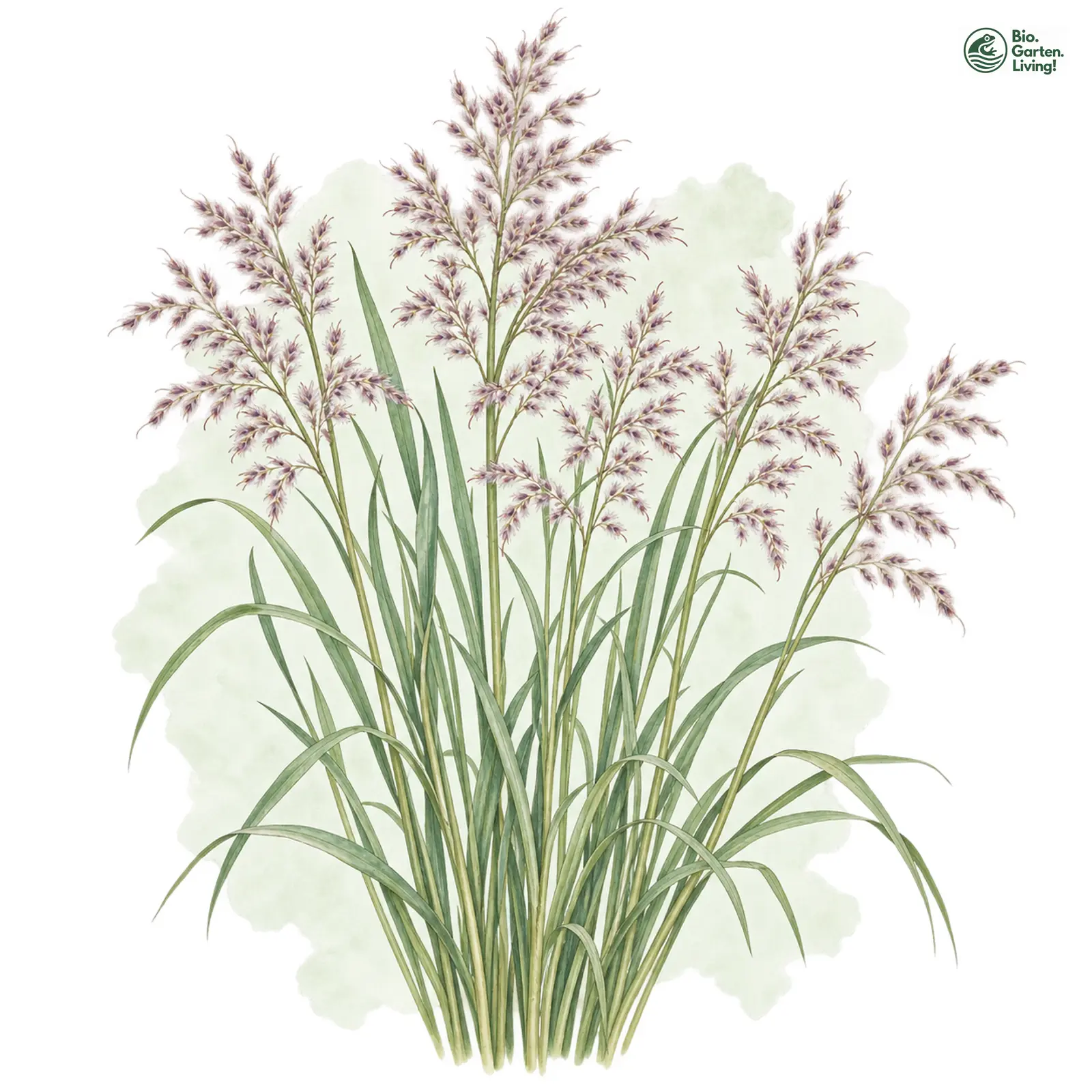 Aquarellzeichnung: Berg-Reitgras (Calamagrostis varia)
