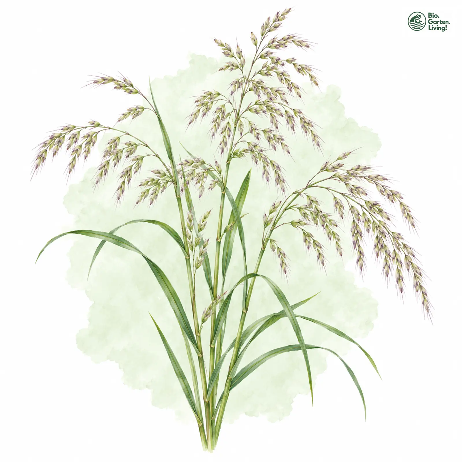 Aquarellzeichnung: Wolliges Reitgras (Calamagrostis villosa)