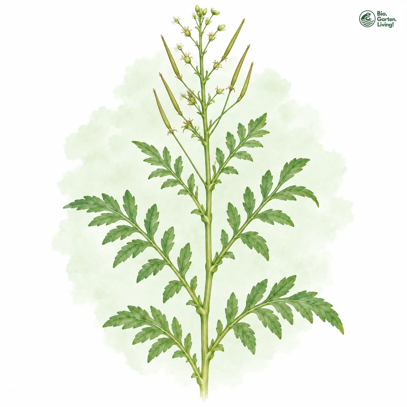 Aquarellzeichnung: Spring-Schaumkraut (Cardamine impatiens)