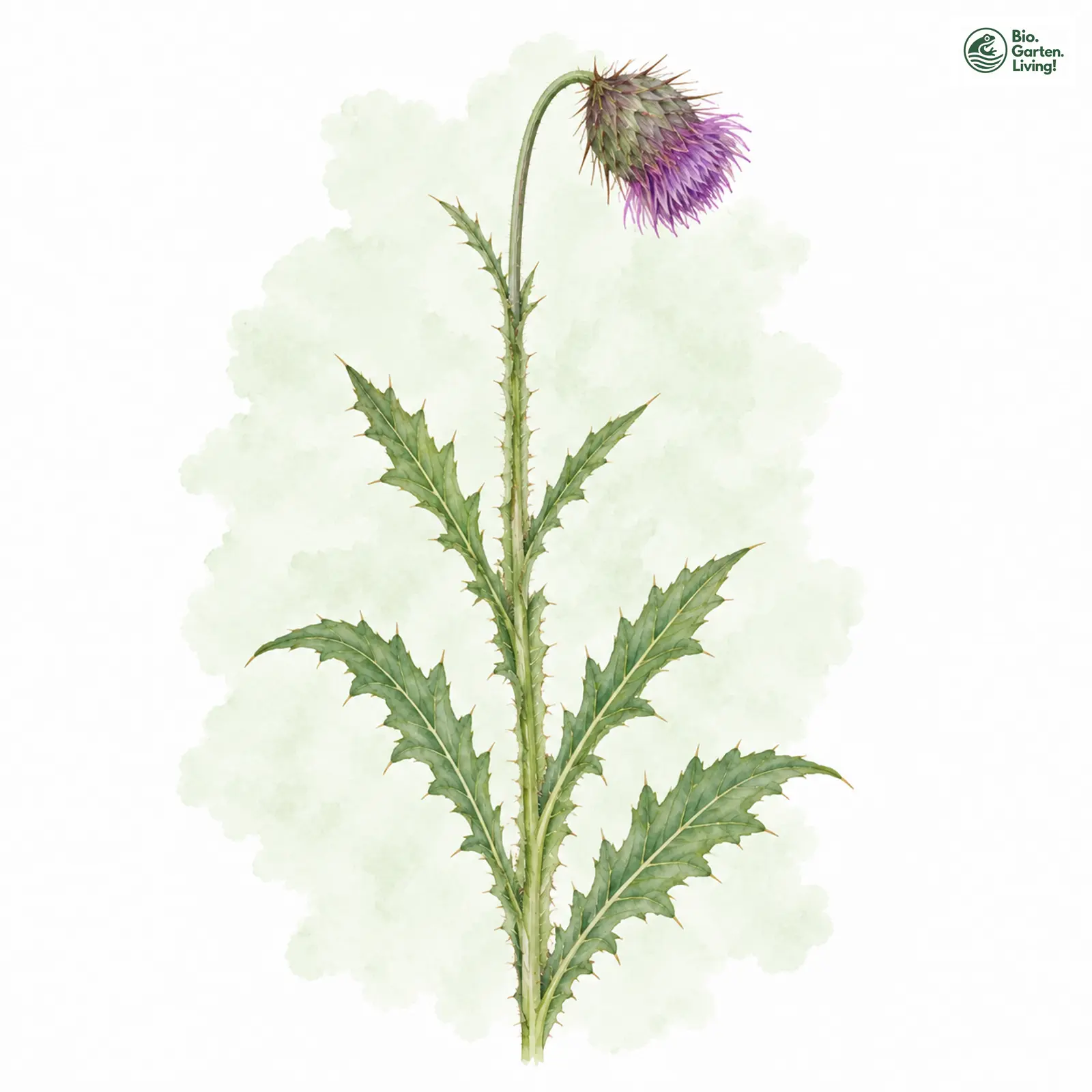 Aquarellzeichnung: Berg-Distel (Carduus defloratus)