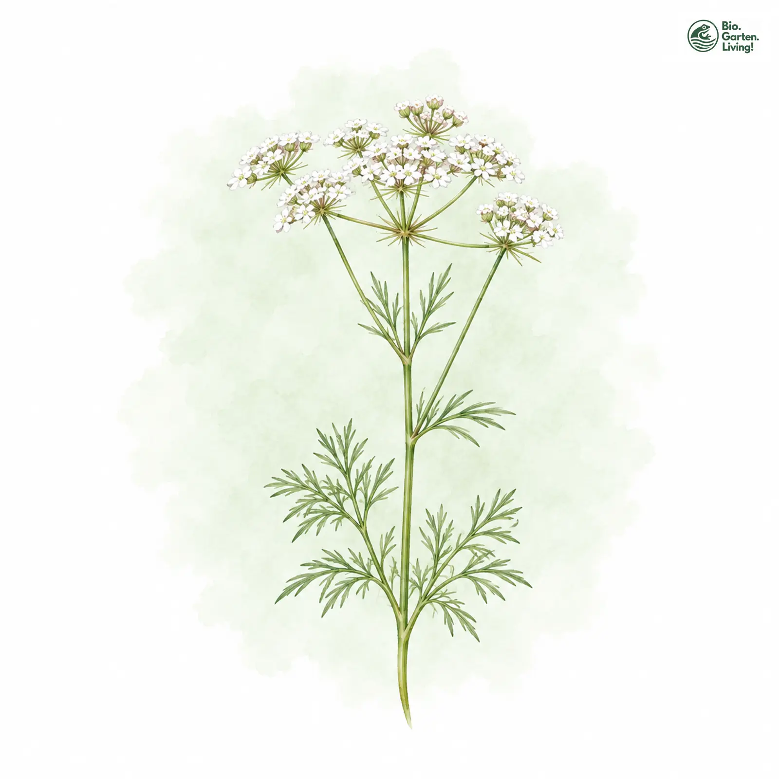 Aquarellzeichnung: Quirl-Kümmel (Carum verticillatum)