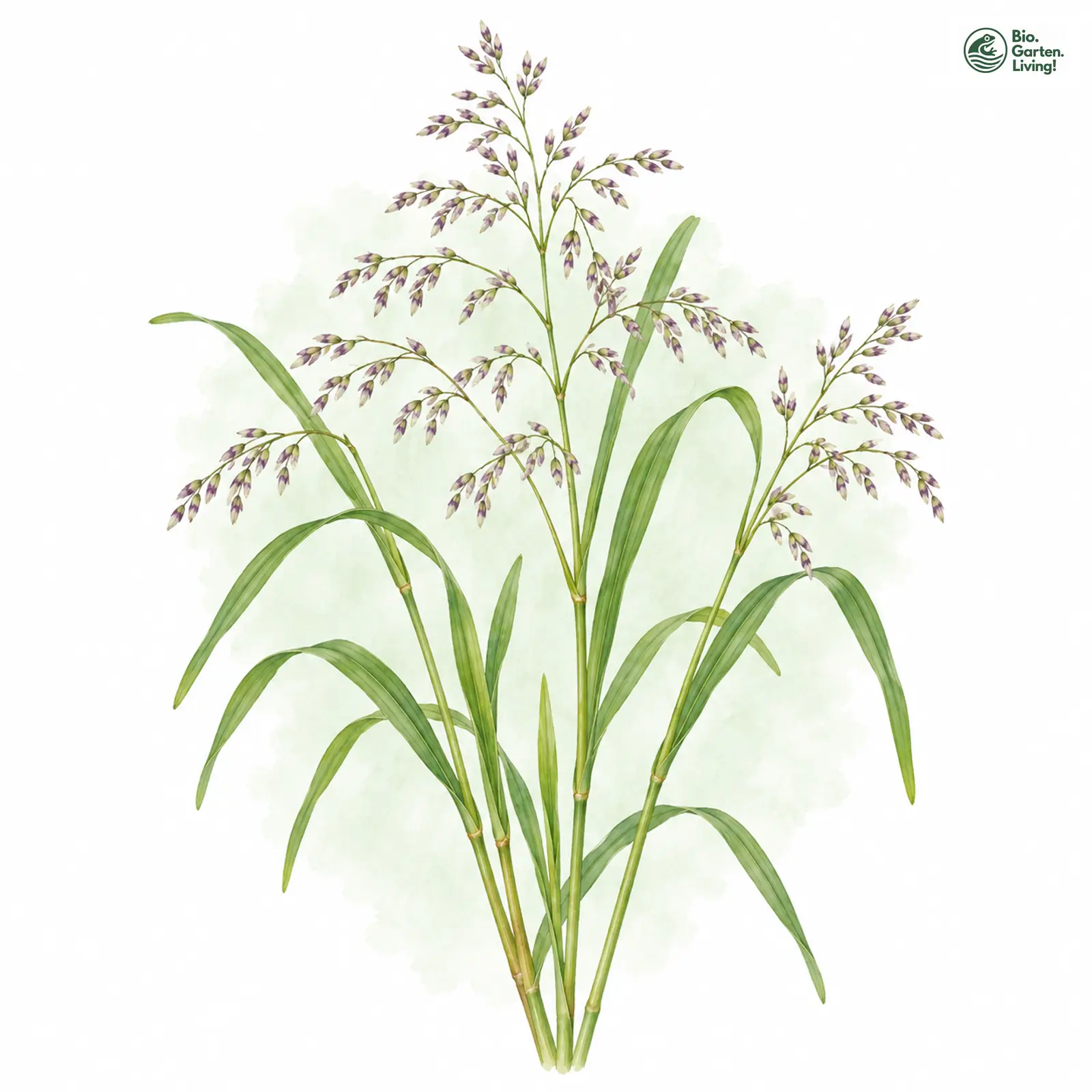 Aquarellzeichnung: Quellgras (Catabrosa aquatica)