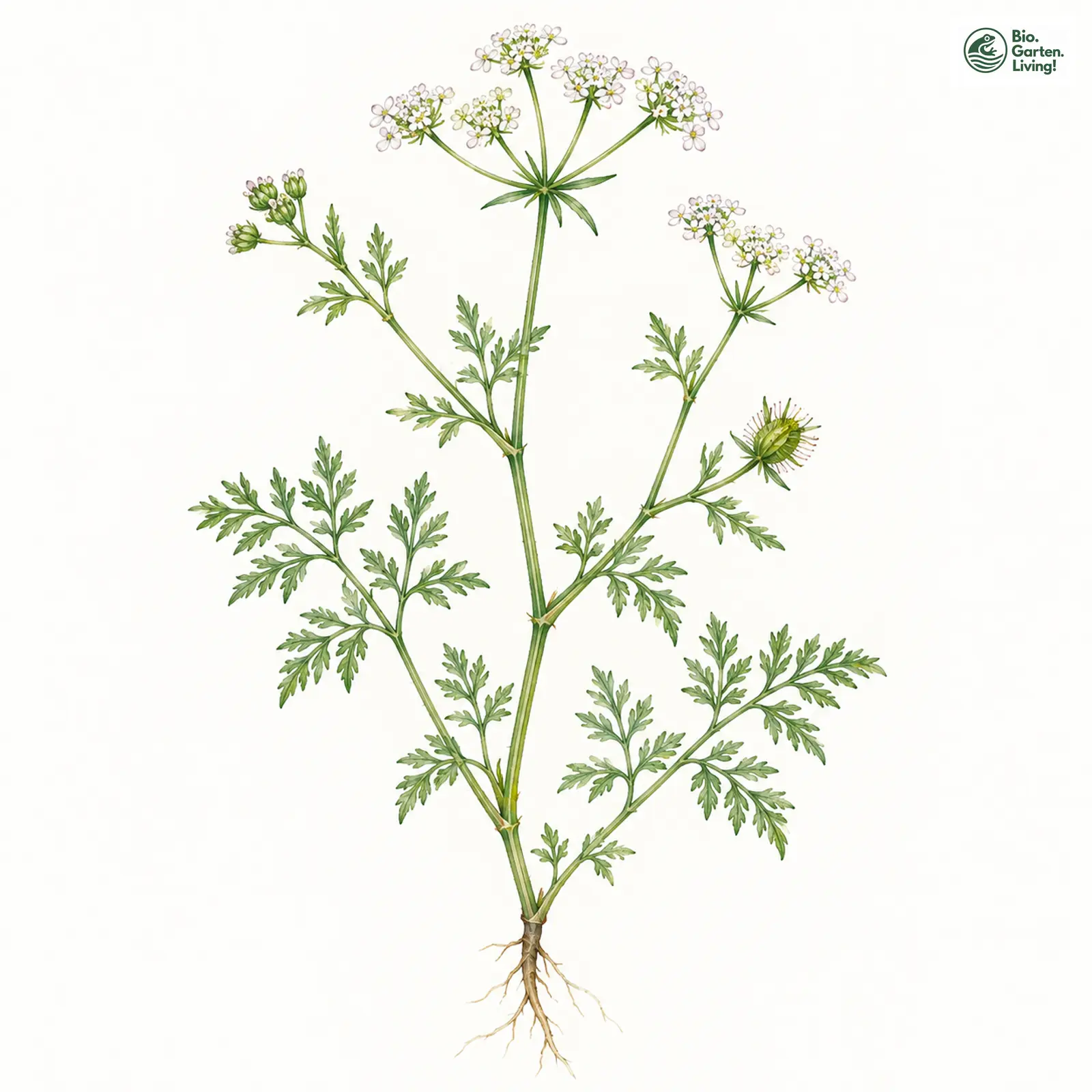 Aquarellzeichnung: Acker-Haftdolde (Caucalis platycarpos)