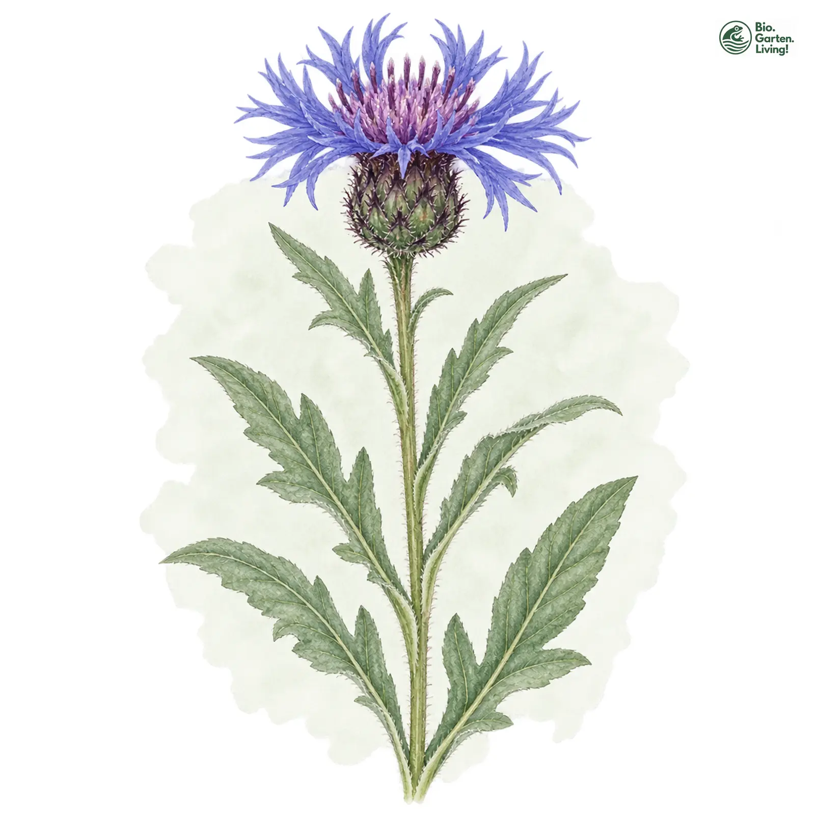 Aquarellzeichnung: Filz-Flockenblume (Centaurea triumfettii)