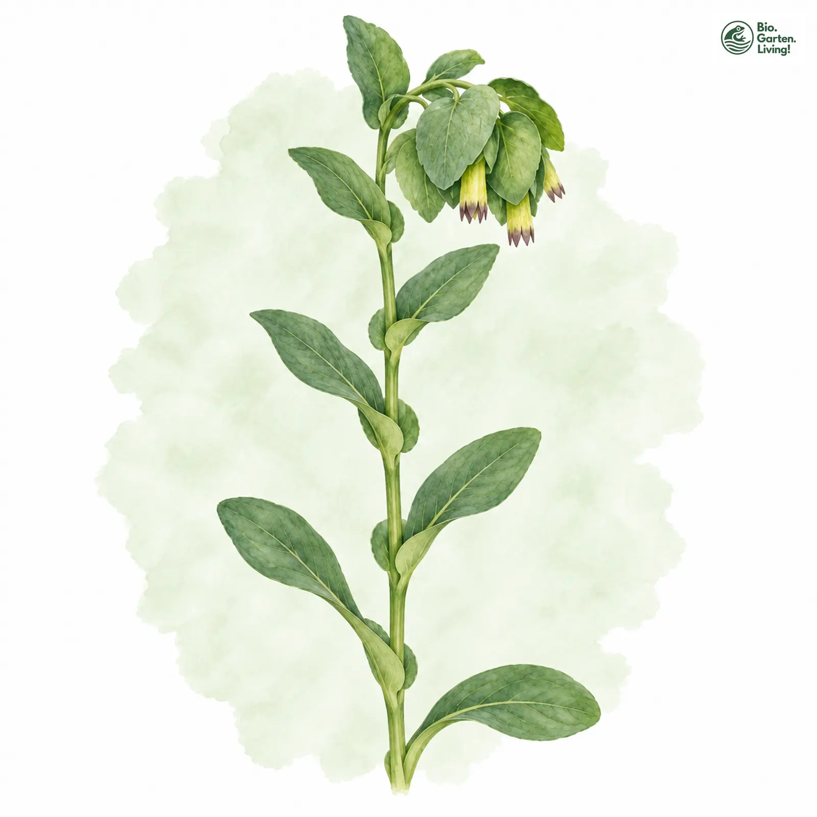 Aquarellzeichnung: Kleine Wachsblume (Cerinthe minor)