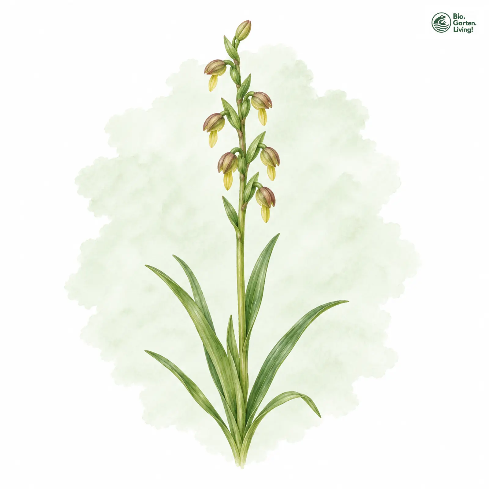 Aquarellzeichnung: Zwergorchis (Chamorchis alpina)