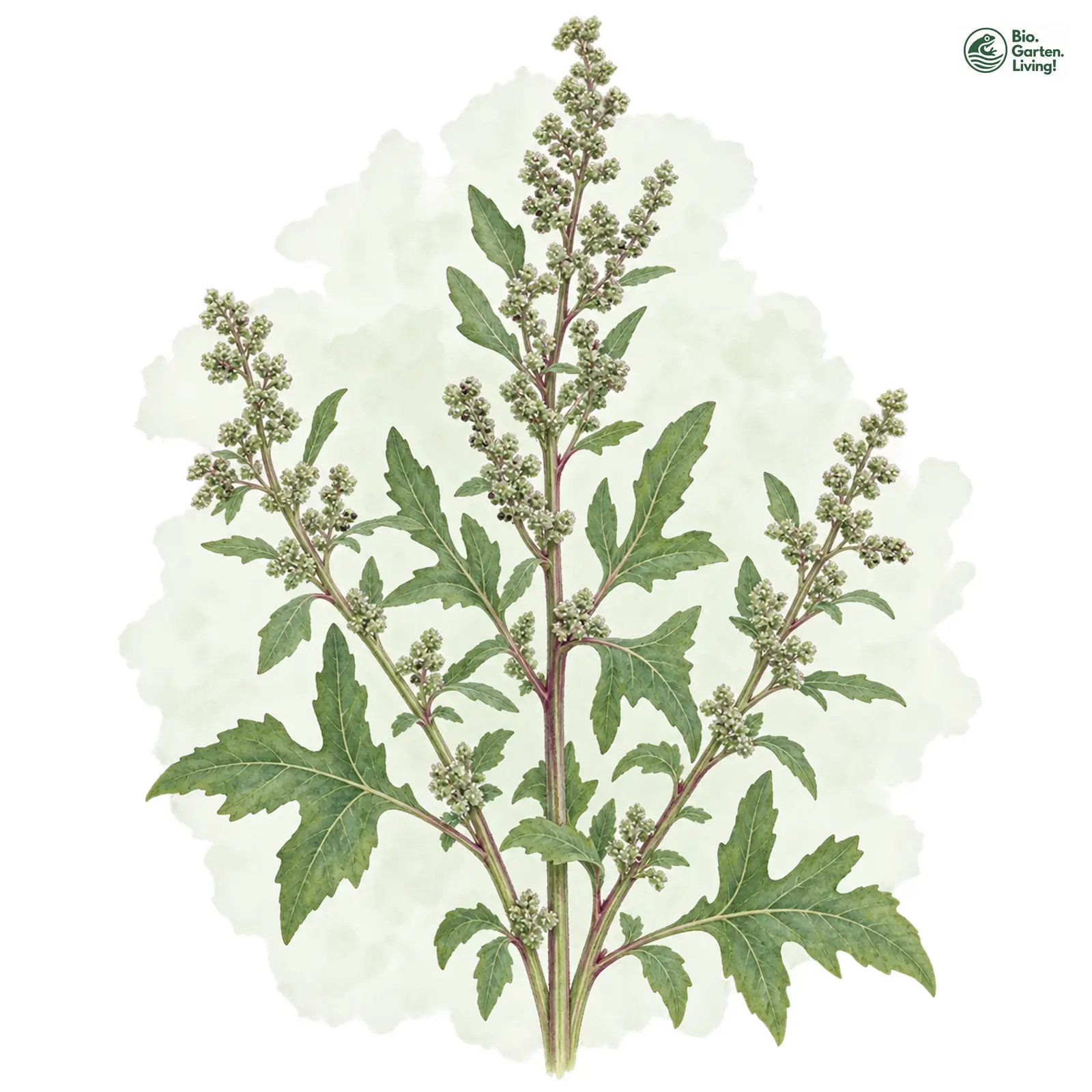 Aquarellzeichnung: Feigenblättriger Gänsefuß (Chenopodium ficifolium)